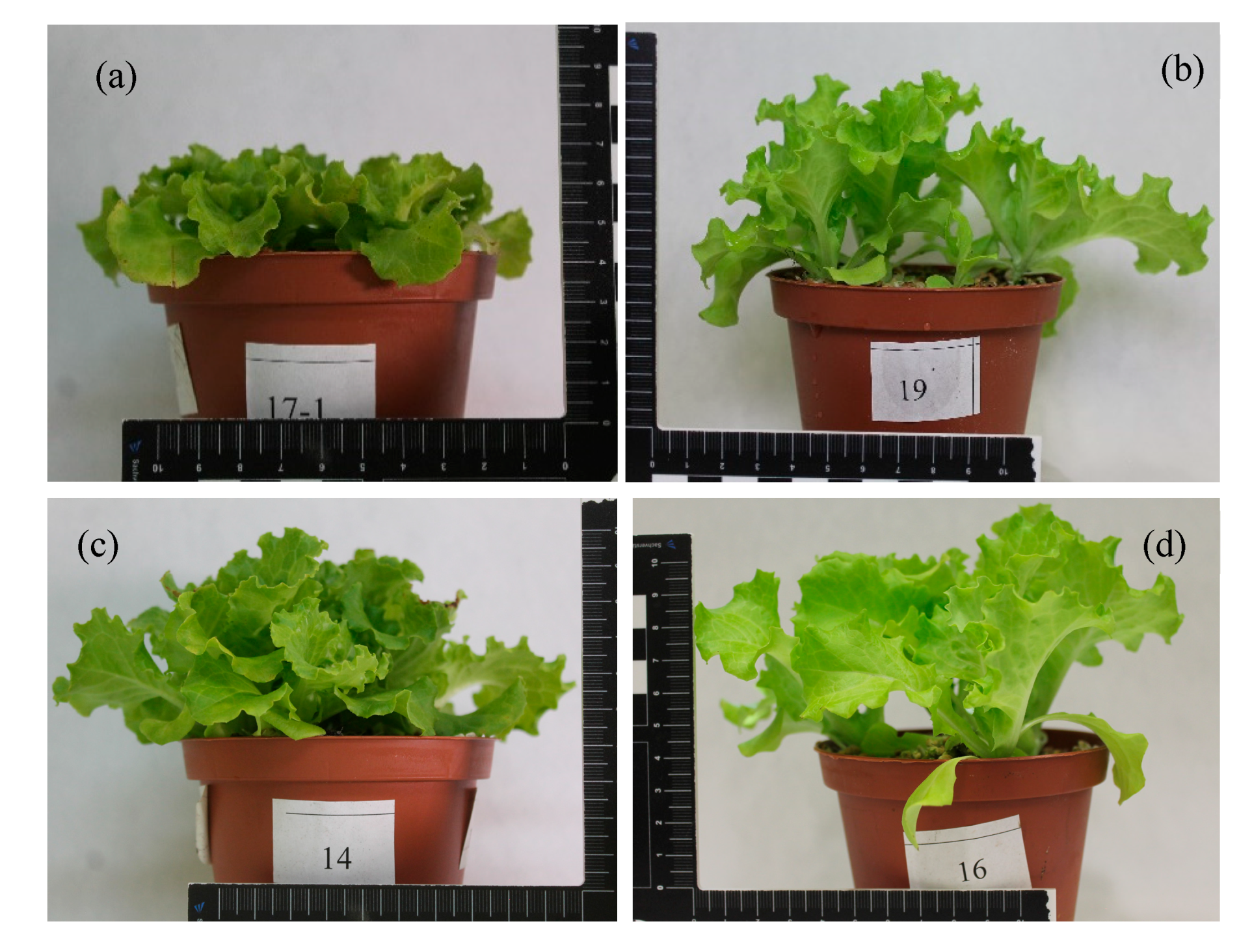 Horticulturae 09 00404 g002 Horticulturae 09 00404 g002