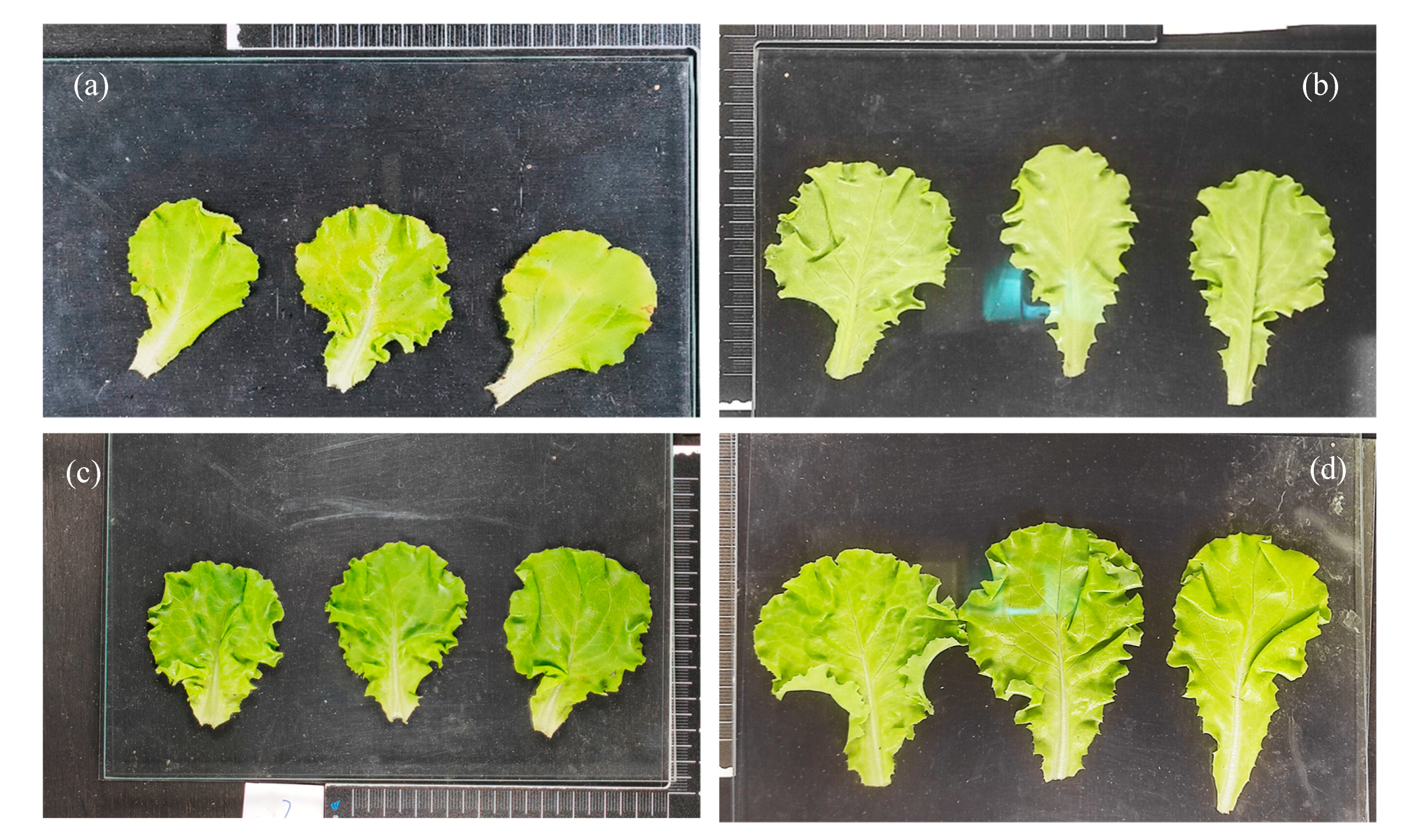 Horticulturae 09 00404 g005 Horticulturae 09 00404 g005