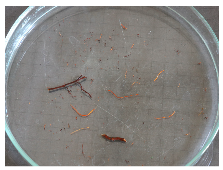 Horticulturae 09 00405 g004