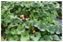 Horticulturae 09 00409 i001 Horticulturae 09 00409 i001