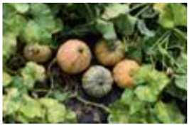 Horticulturae 09 00409 i003 Horticulturae 09 00409 i003