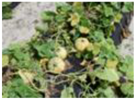 Horticulturae 09 00409 i005 Horticulturae 09 00409 i005