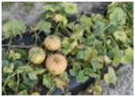 Horticulturae 09 00409 i007 Horticulturae 09 00409 i007