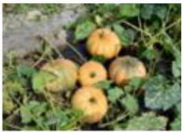 Horticulturae 09 00409 i009 Horticulturae 09 00409 i009