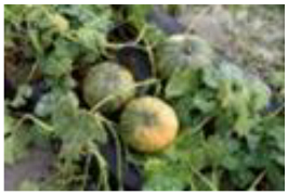 Horticulturae 09 00409 i011 Horticulturae 09 00409 i011