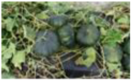 Horticulturae 09 00409 i013 Horticulturae 09 00409 i013