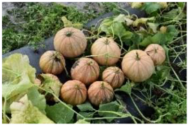 Horticulturae 09 00409 i015 Horticulturae 09 00409 i015