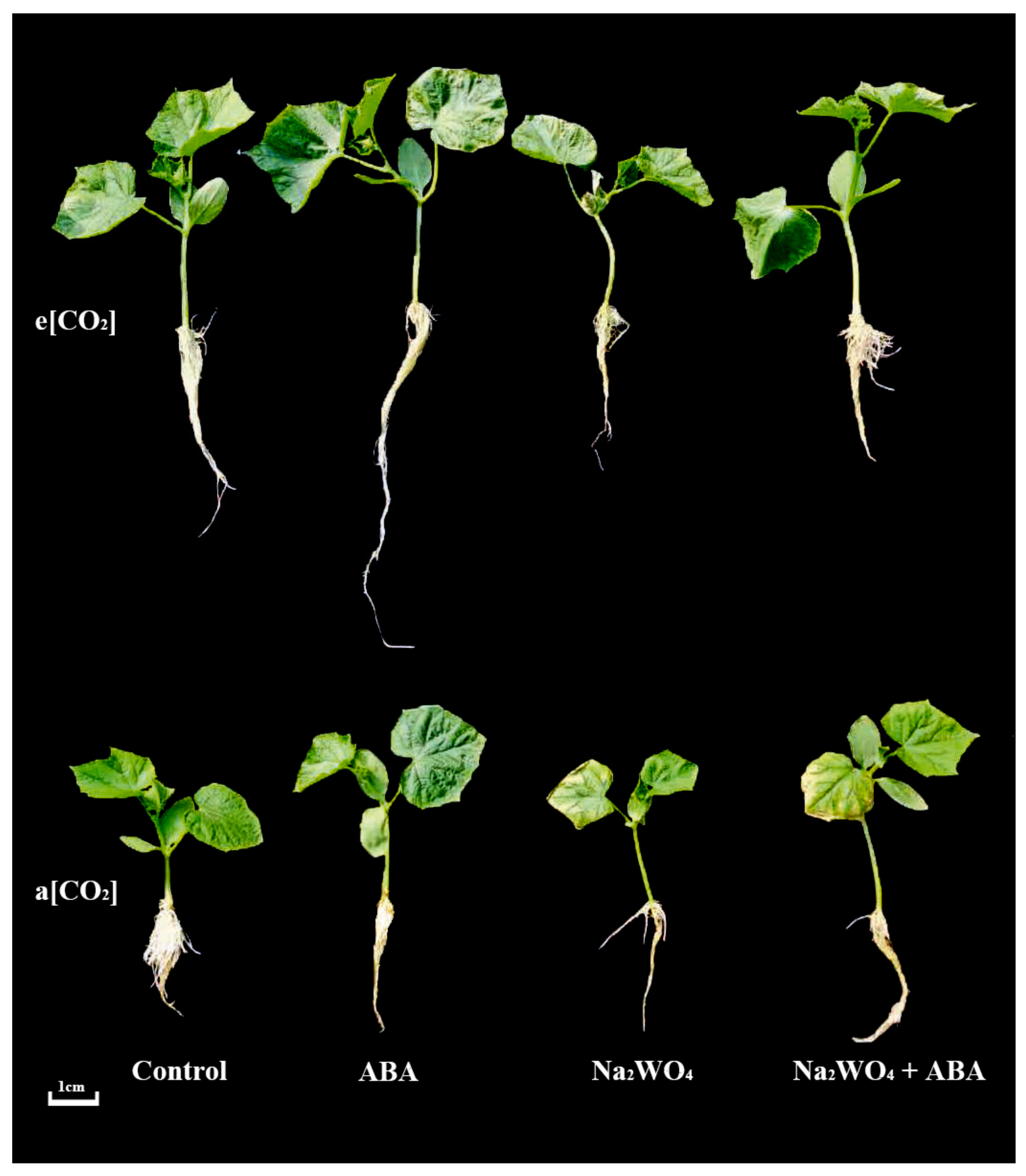 Horticulturae 09 00421 g001