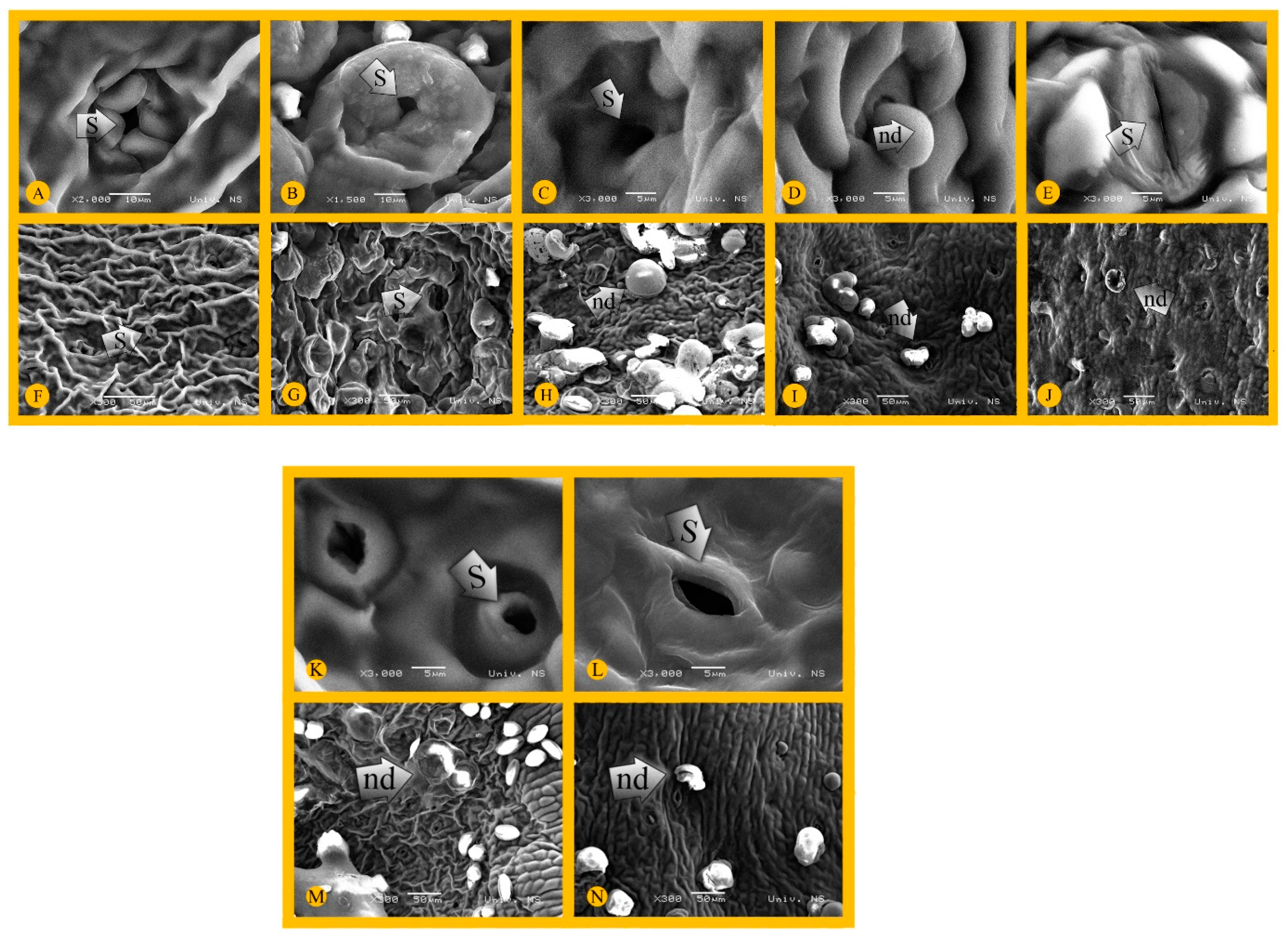 Horticulturae 09 00424 g005 Horticulturae 09 00424 g005