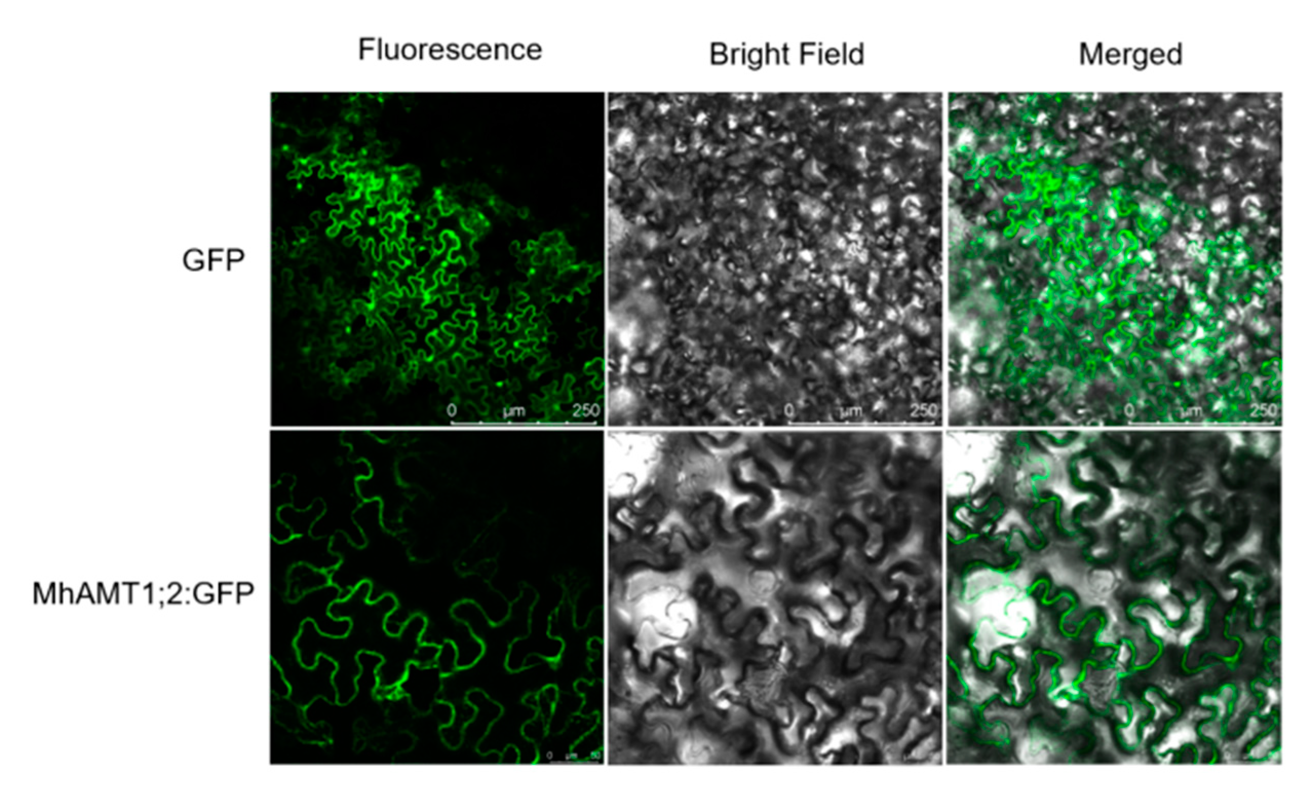 Horticulturae 09 00434 g006 Horticulturae 09 00434 g006