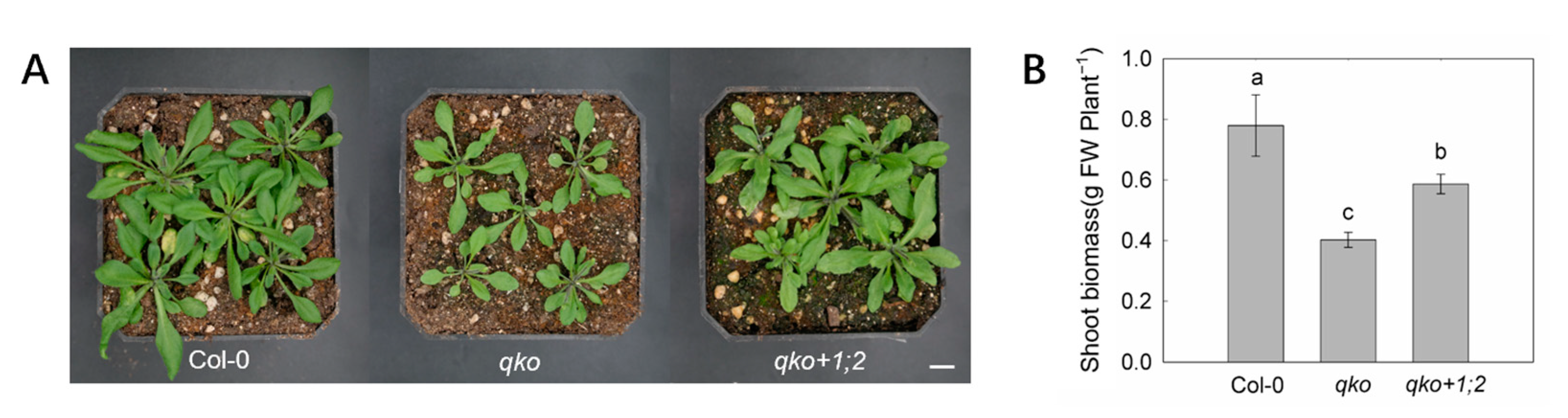 Horticulturae 09 00434 g009 Horticulturae 09 00434 g009