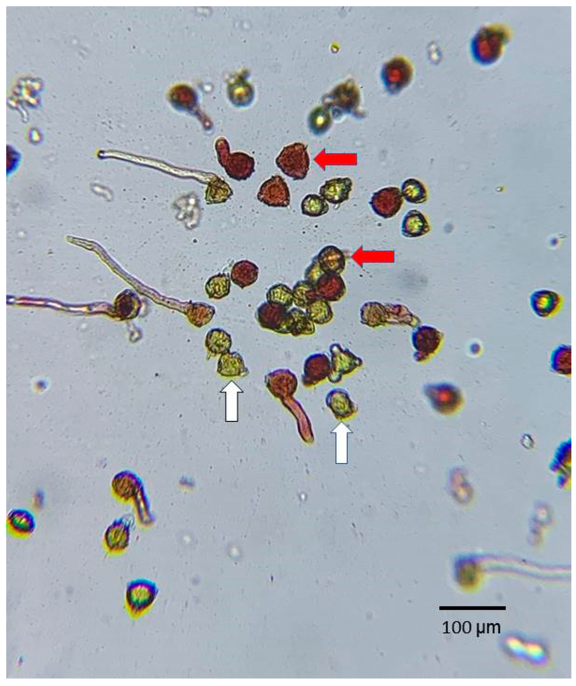 Horticulturae 09 00440 g002