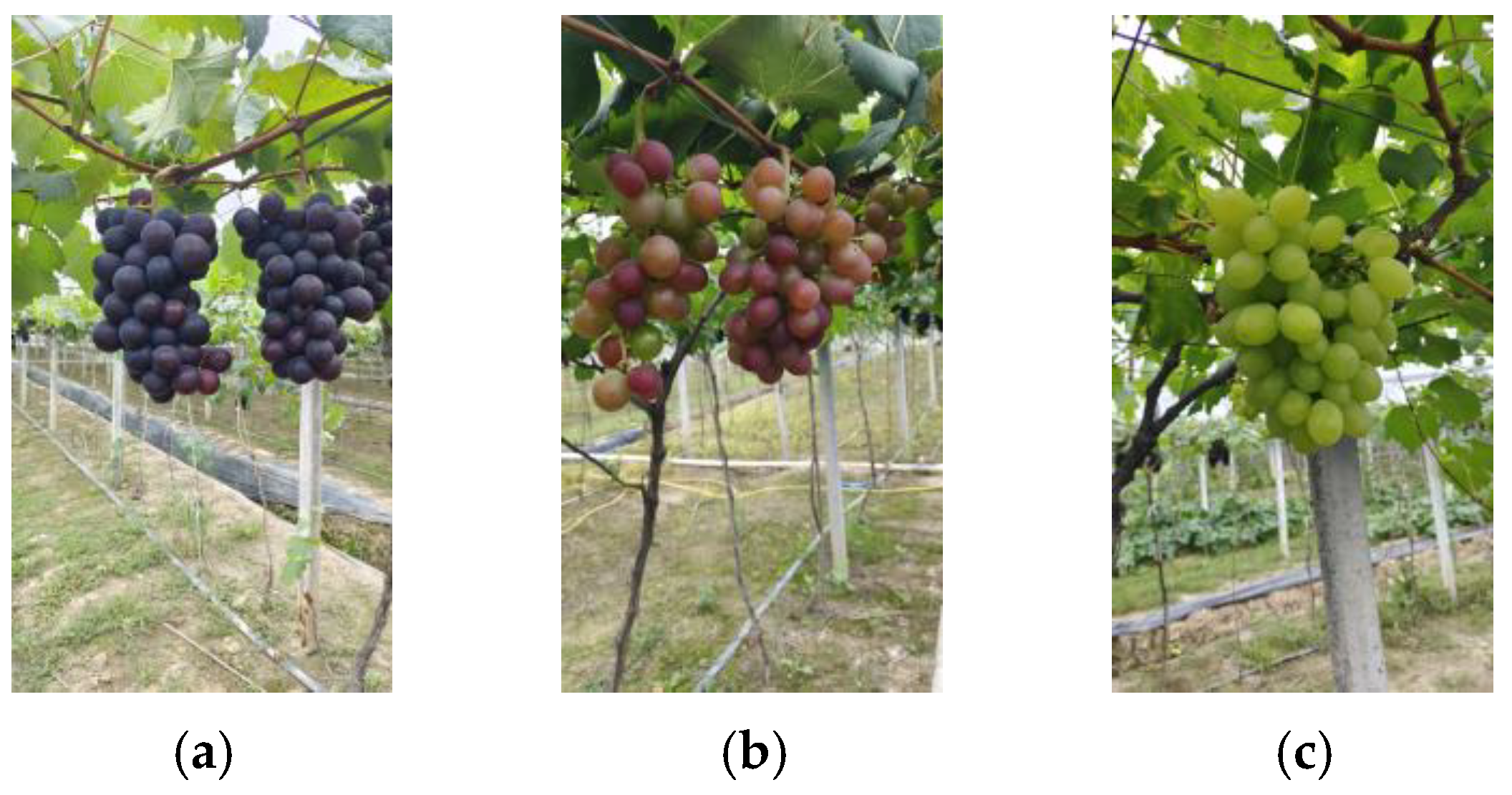 Horticulturae 09 00443 g002