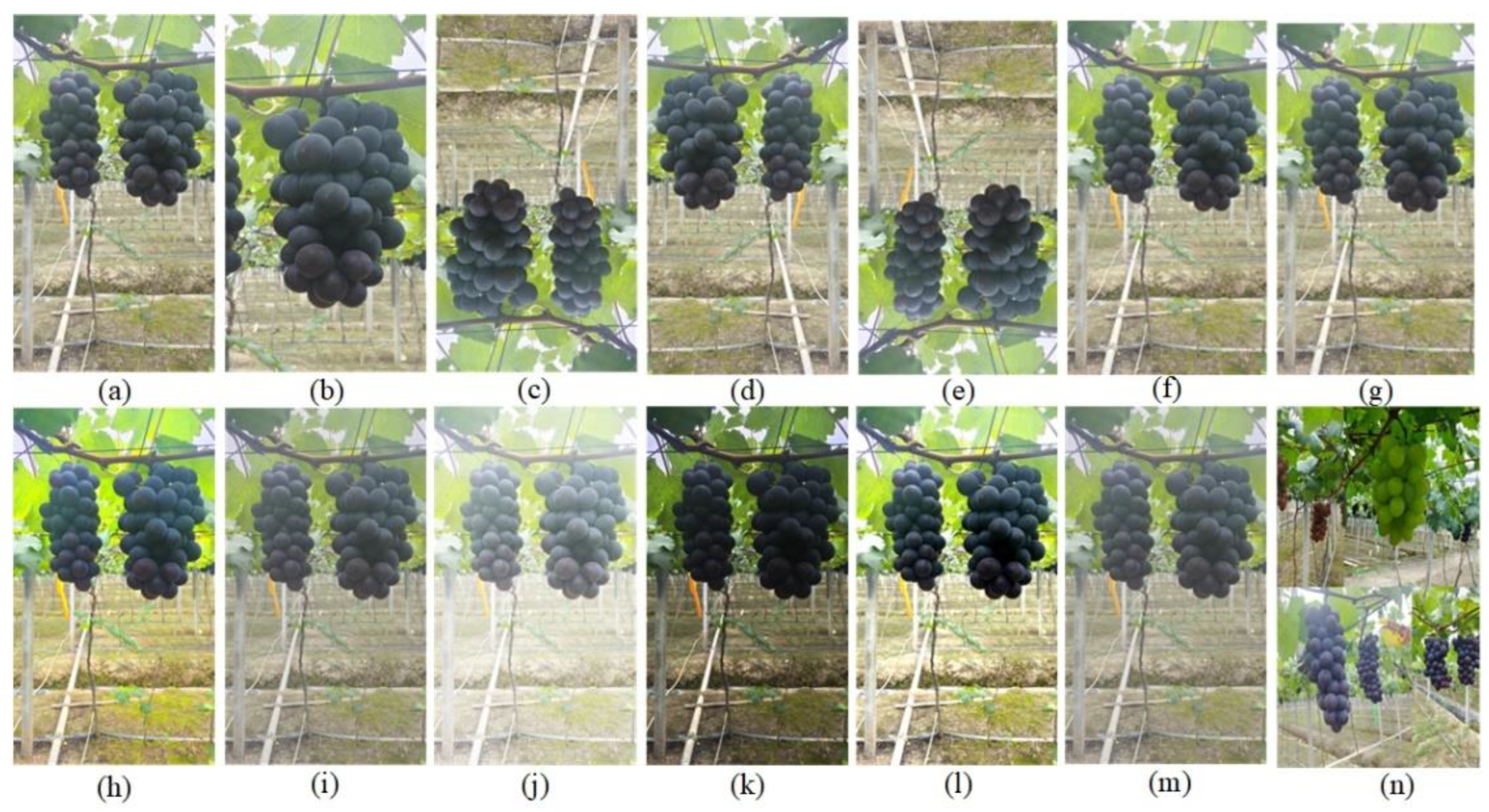 Horticulturae 09 00443 g004