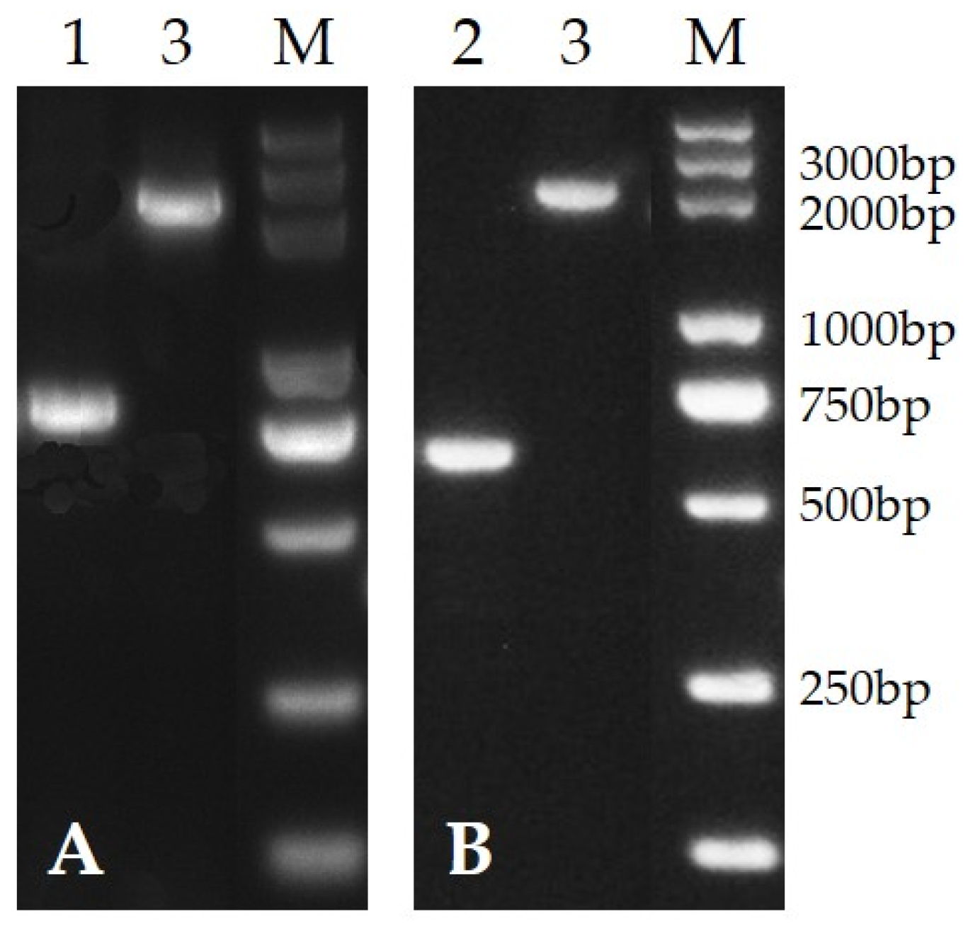 Horticulturae 09 00446 g001