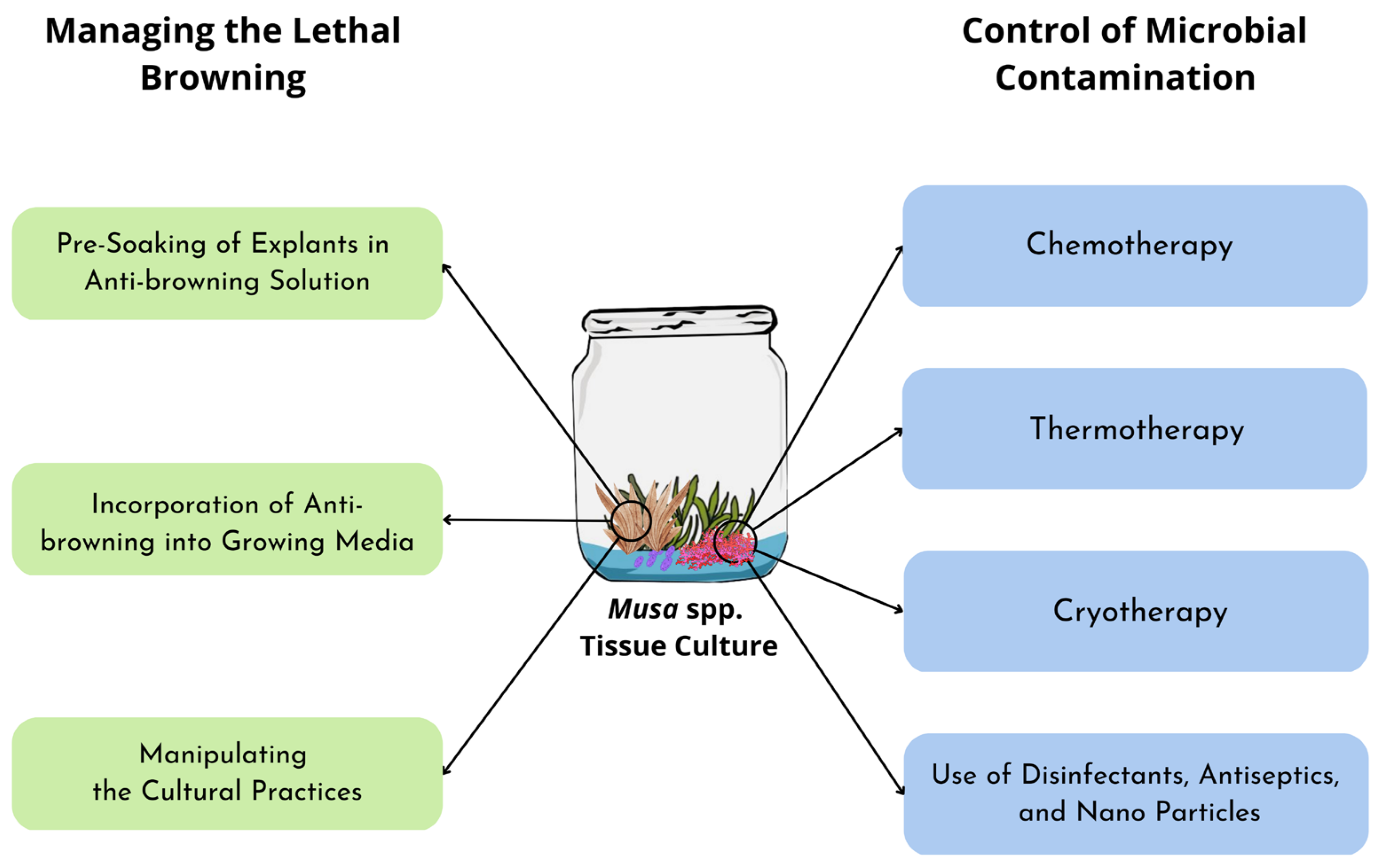Horticulturae 09 00453 g002 Horticulturae 09 00453 g002