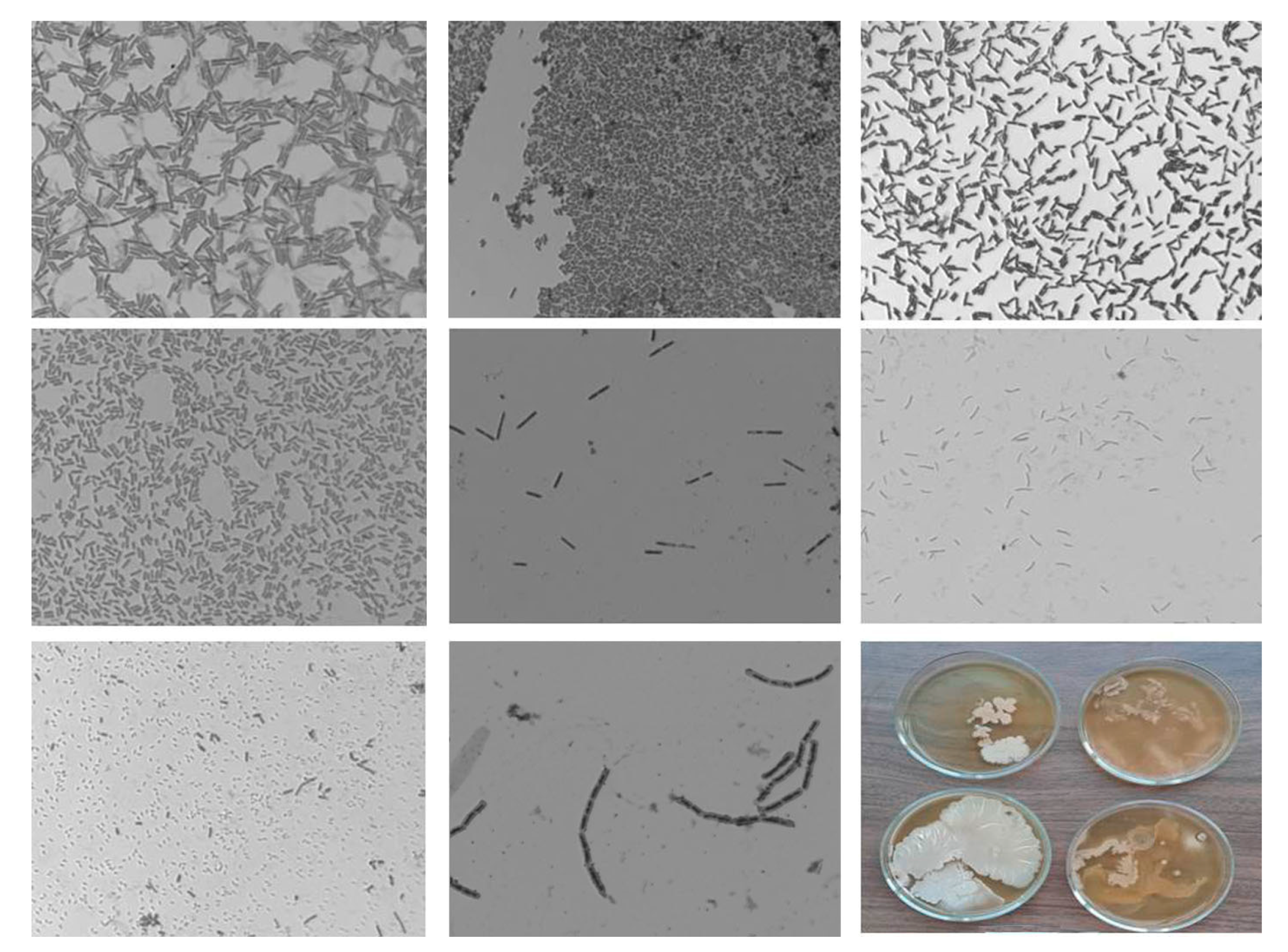 Horticulturae 09 00458 g002