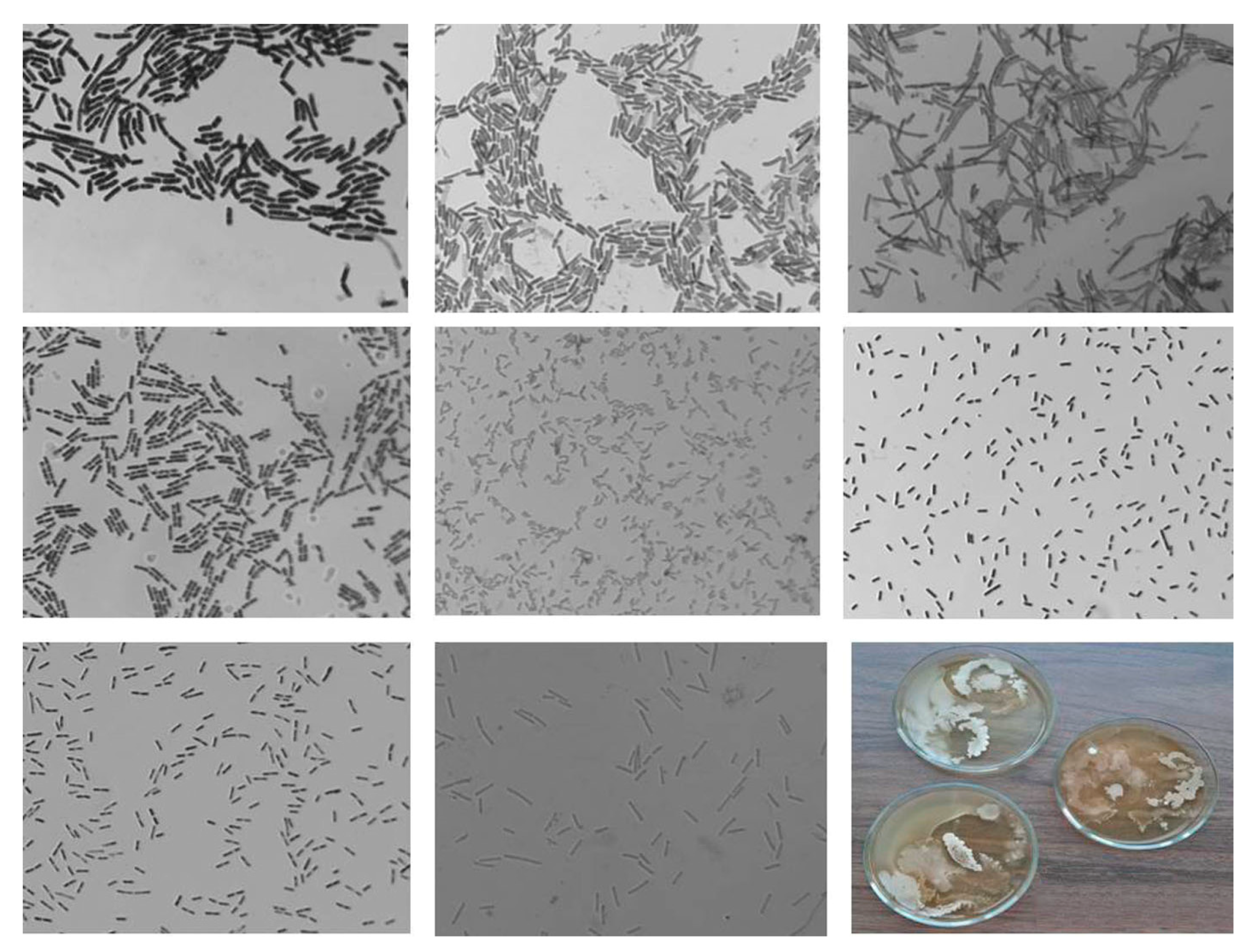 Horticulturae 09 00458 g003