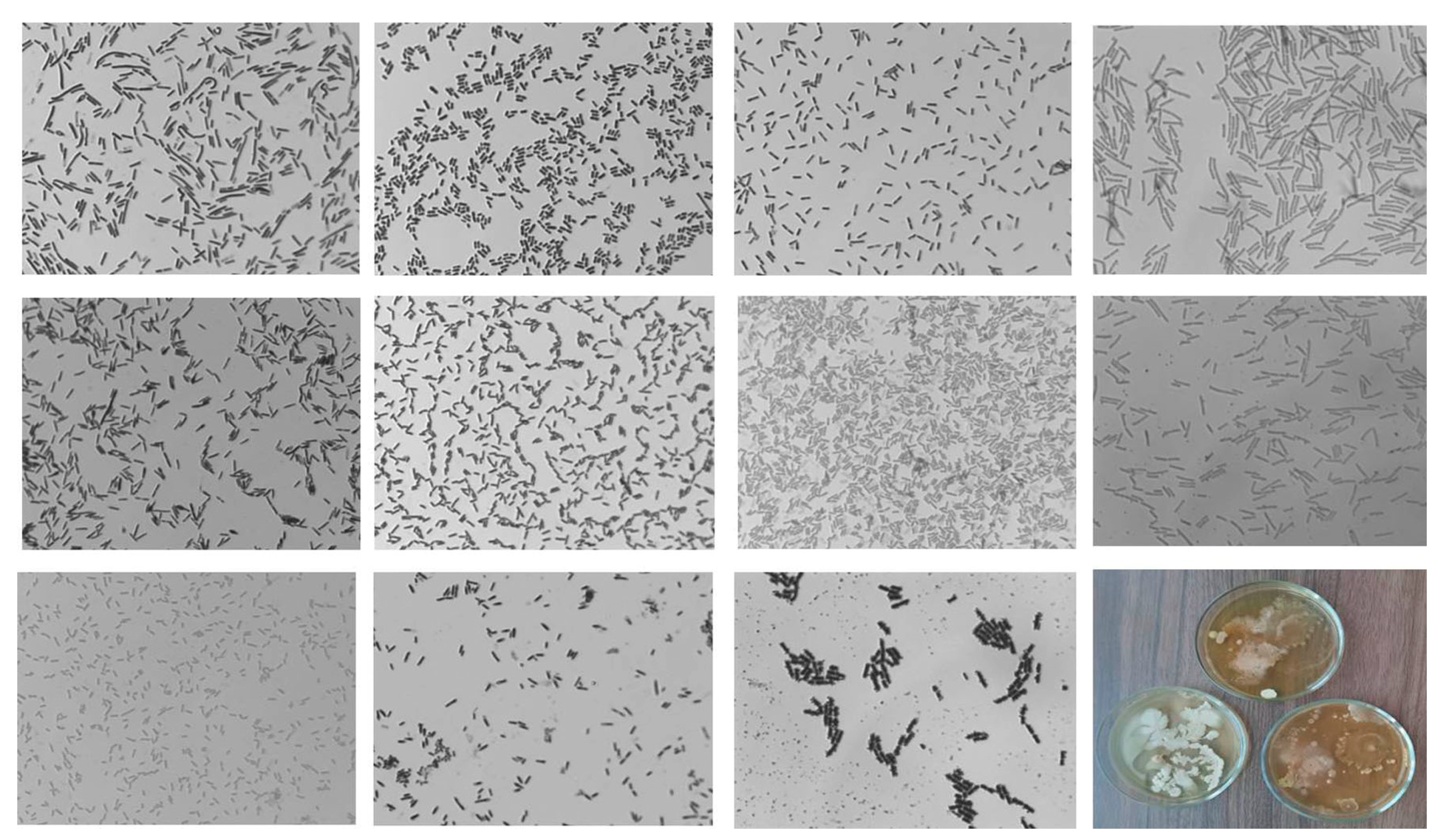 Horticulturae 09 00458 g004