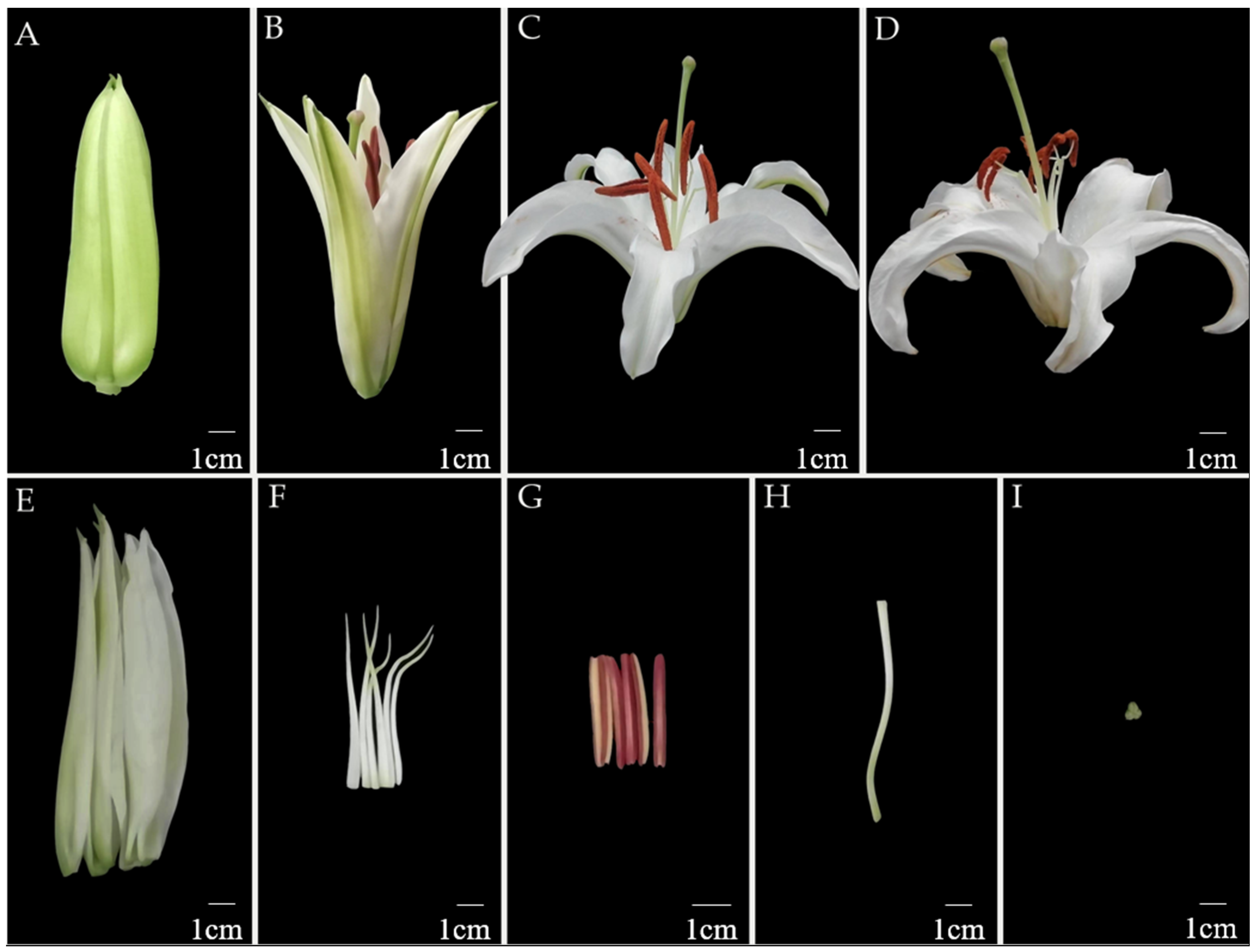 Horticulturae 09 00459 g001