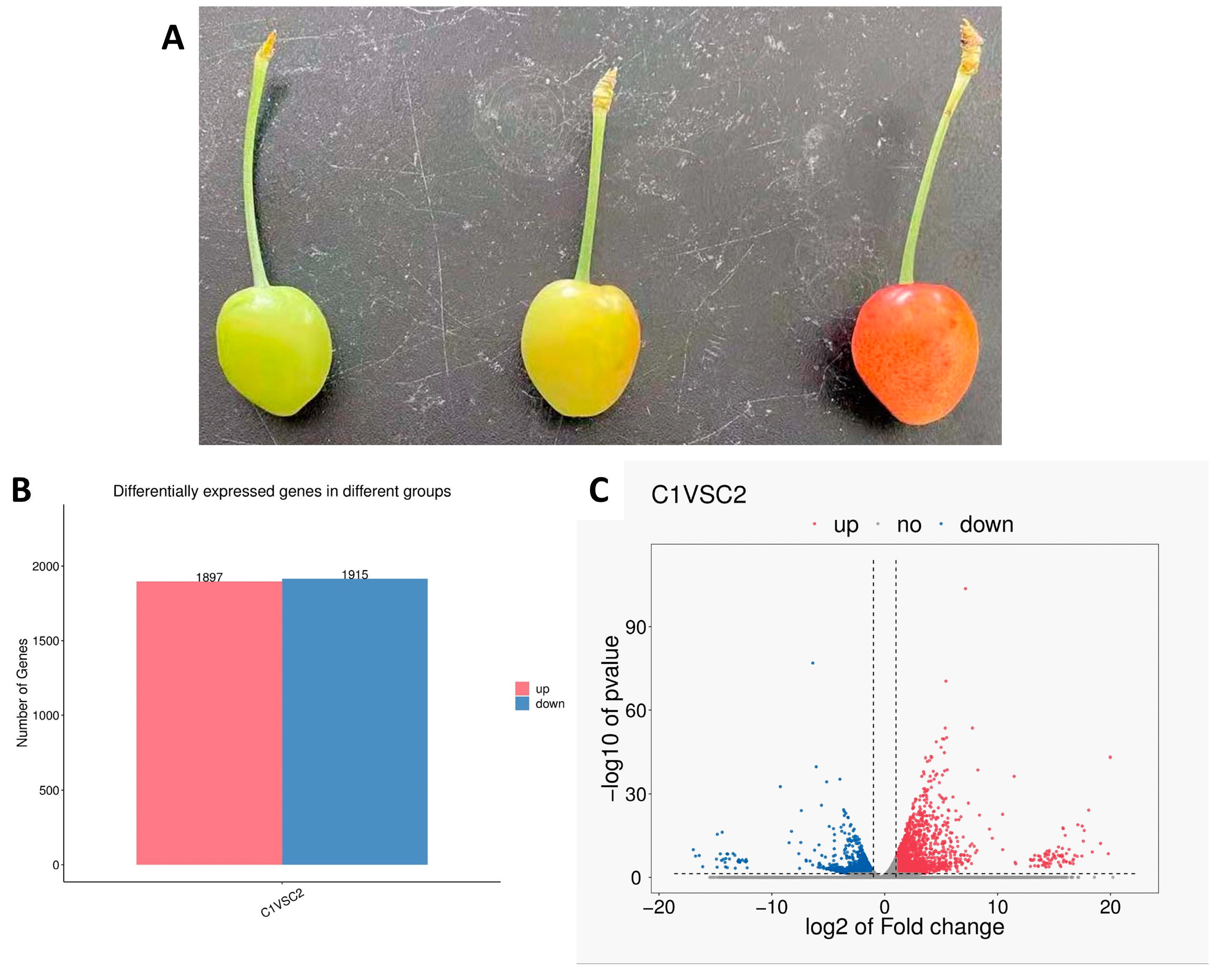 Horticulturae 09 00463 g001