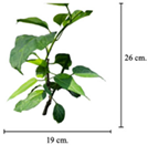 Horticulturae 09 00484 i009