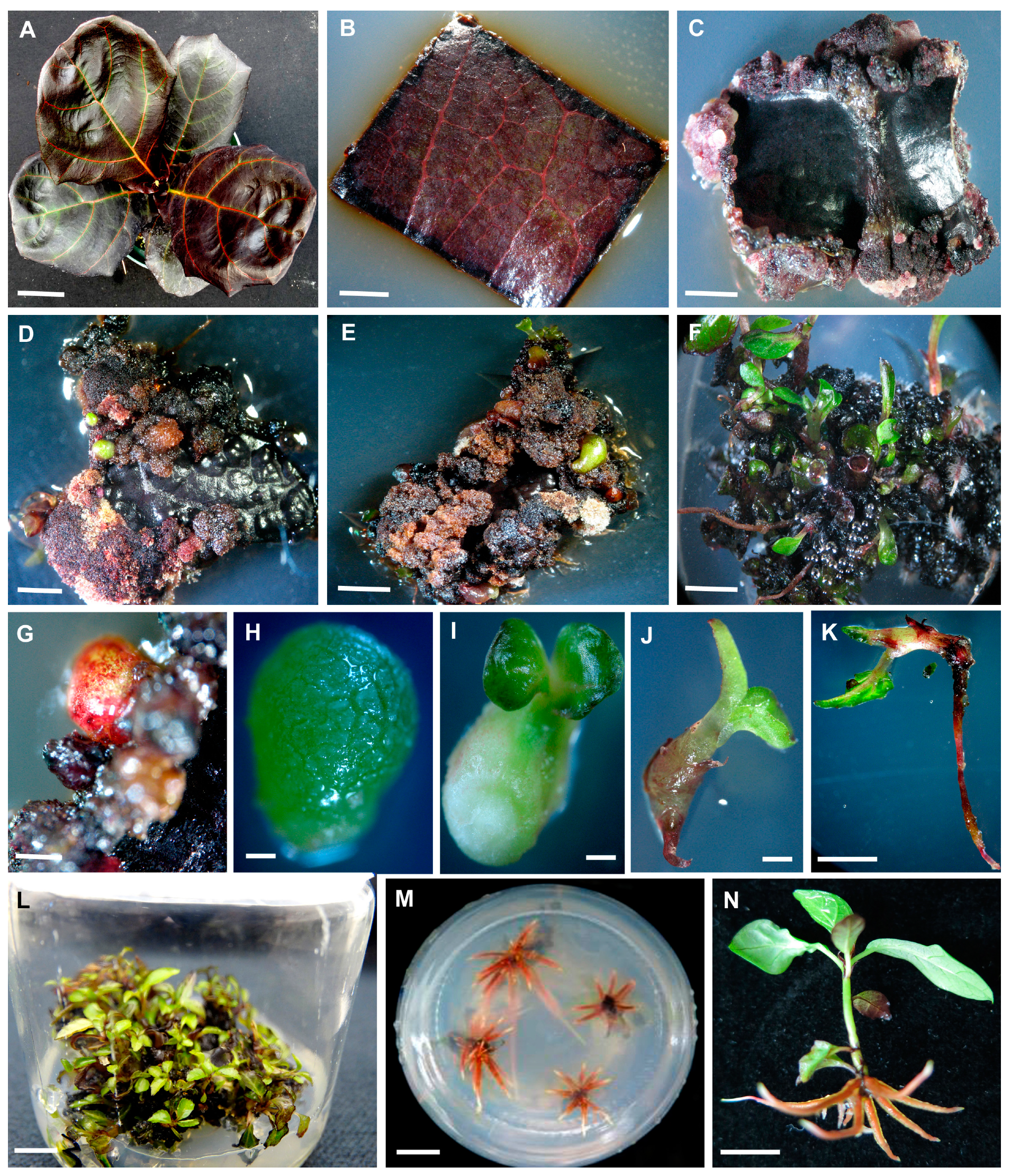 Horticulturae 09 00530 g001