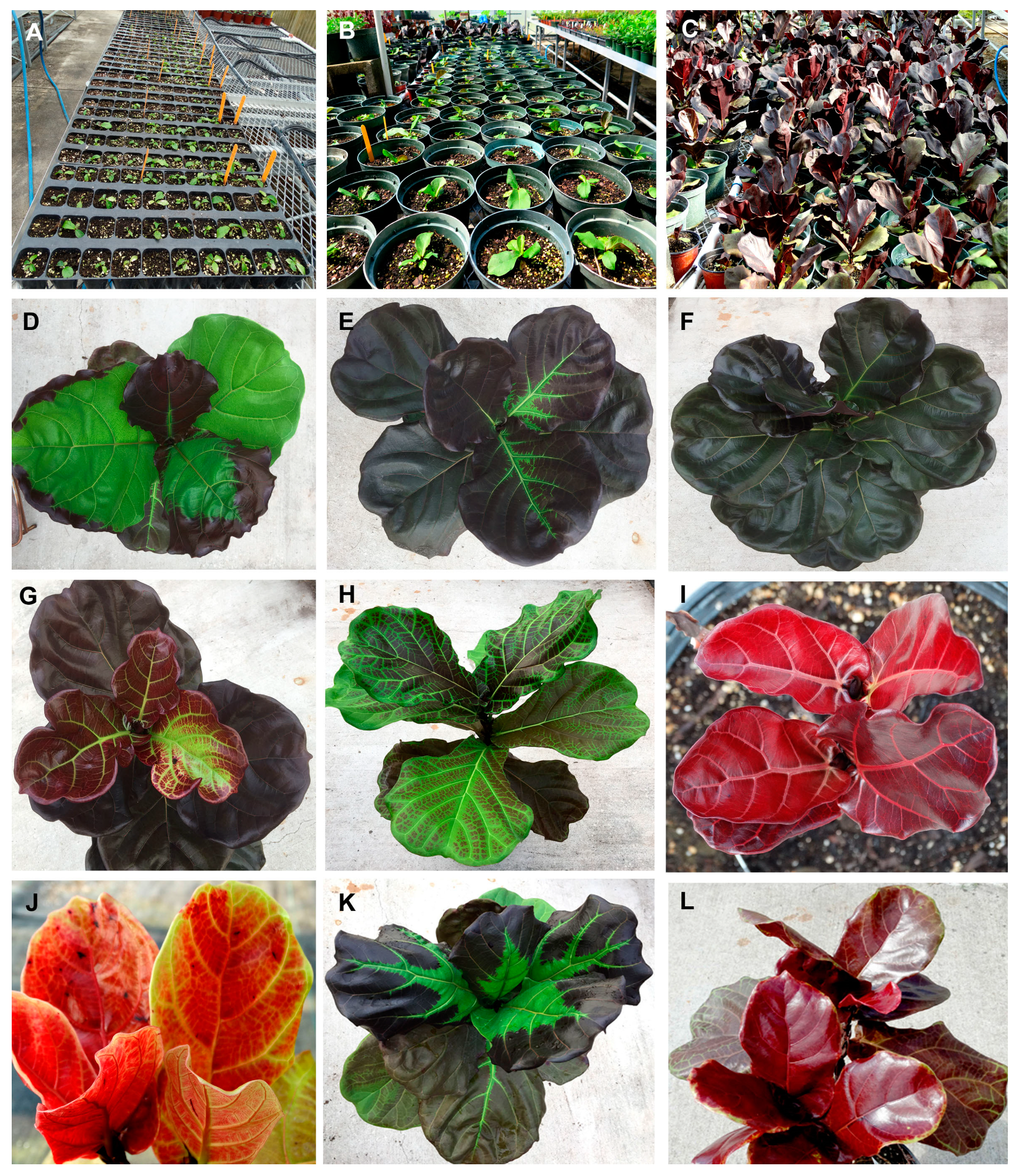 Horticulturae 09 00530 g002