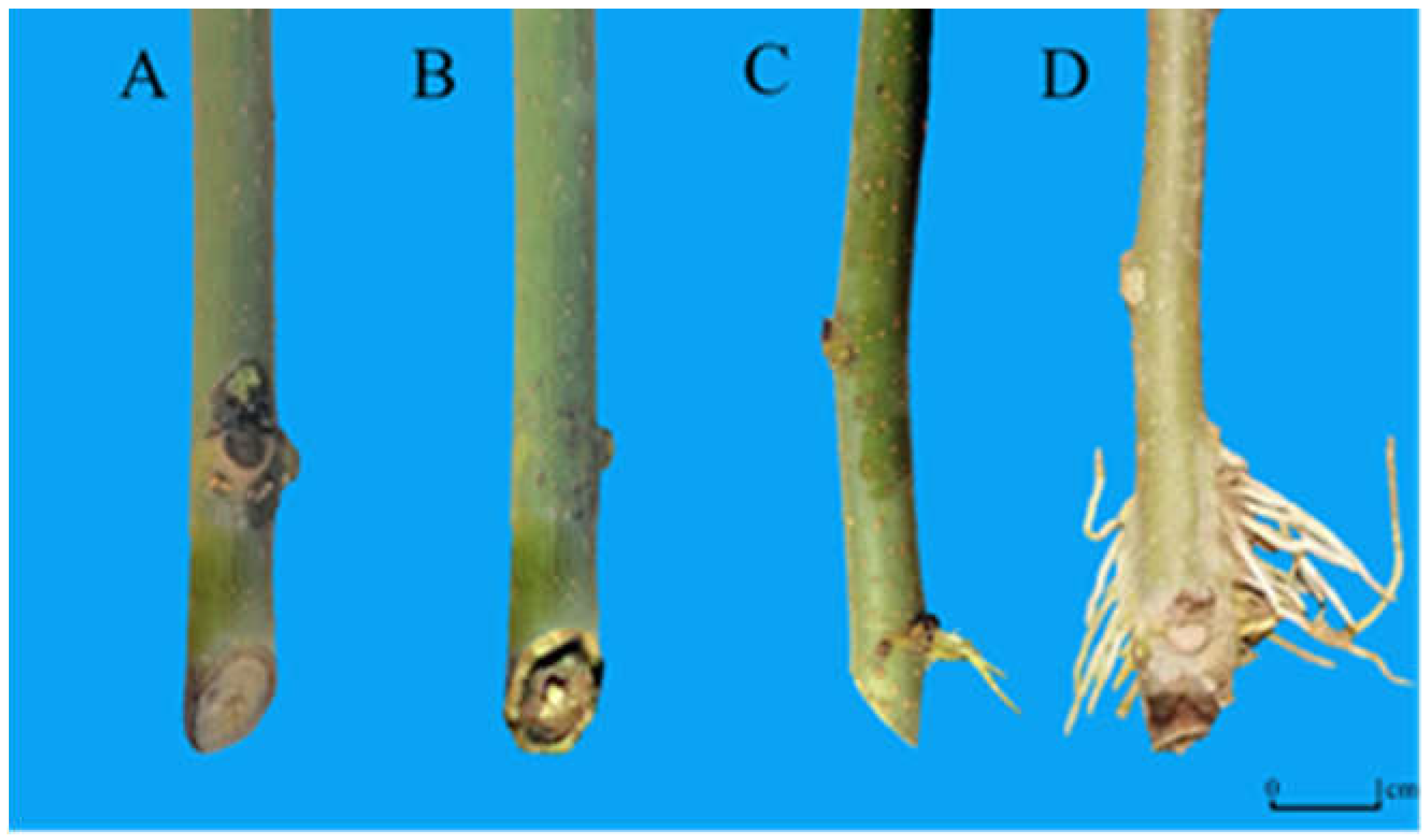 Horticulturae 09 00552 g001