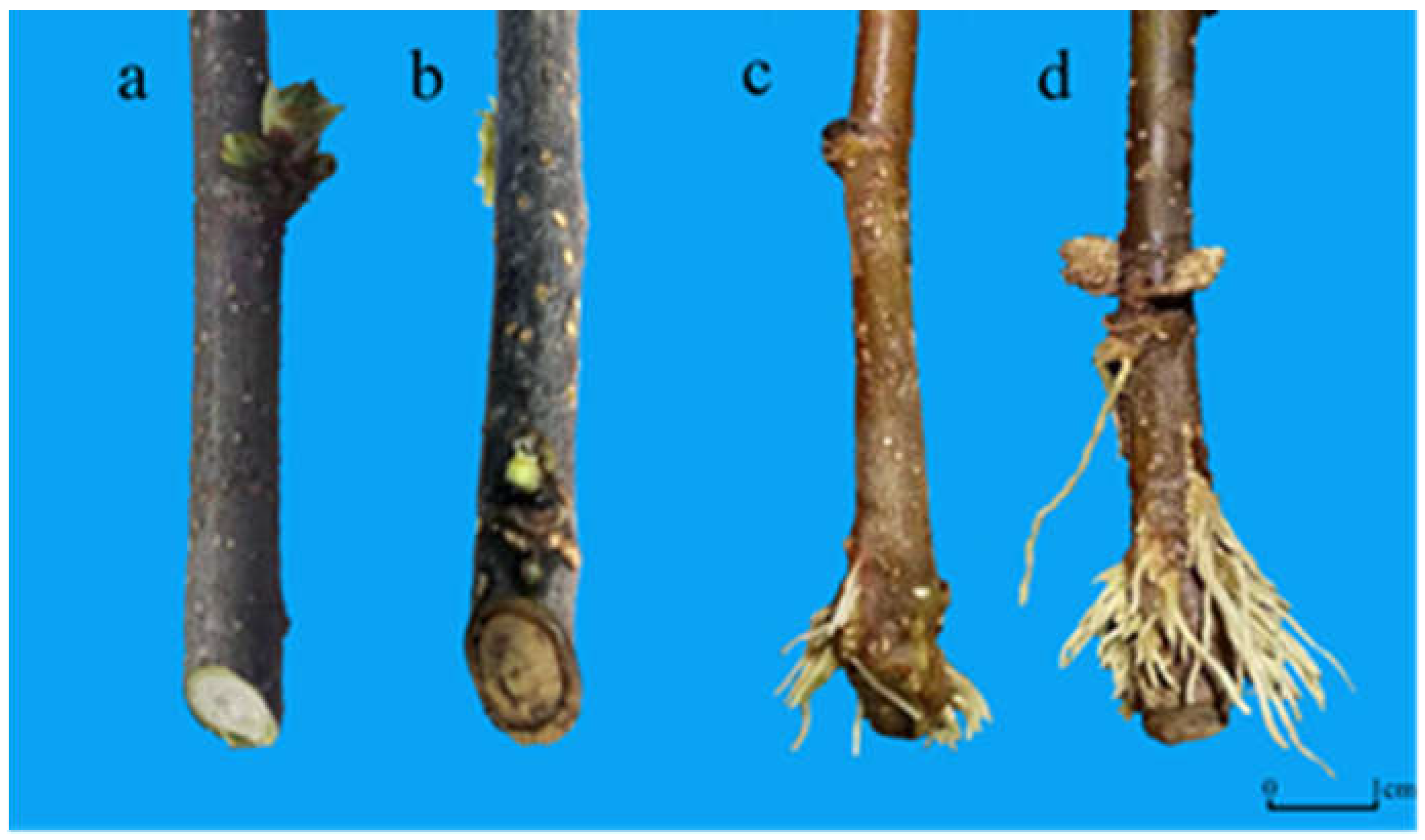 Horticulturae 09 00552 g002