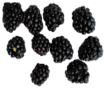 Horticulturae 09 00556 i006