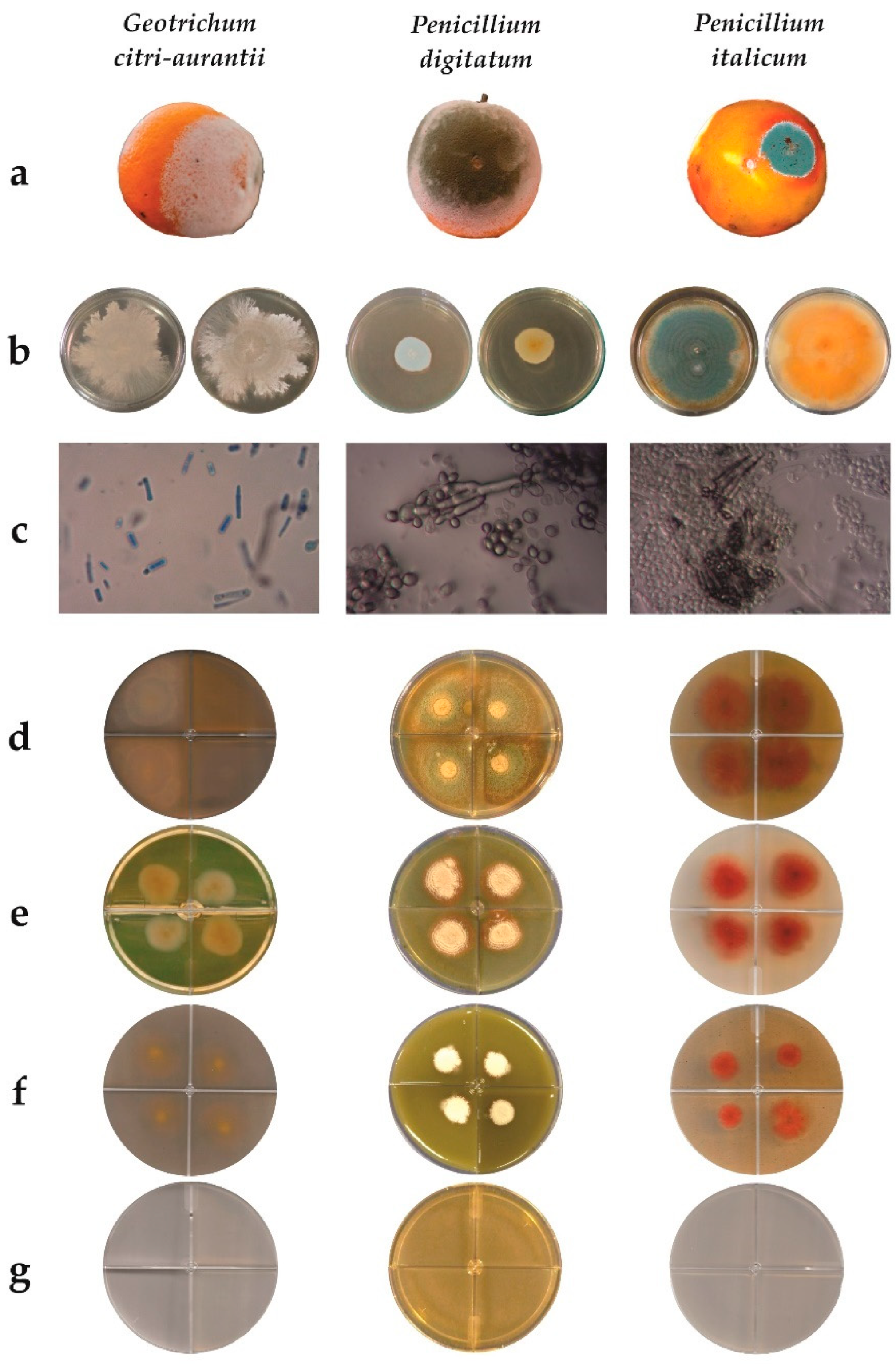 Horticulturae 09 00562 g001