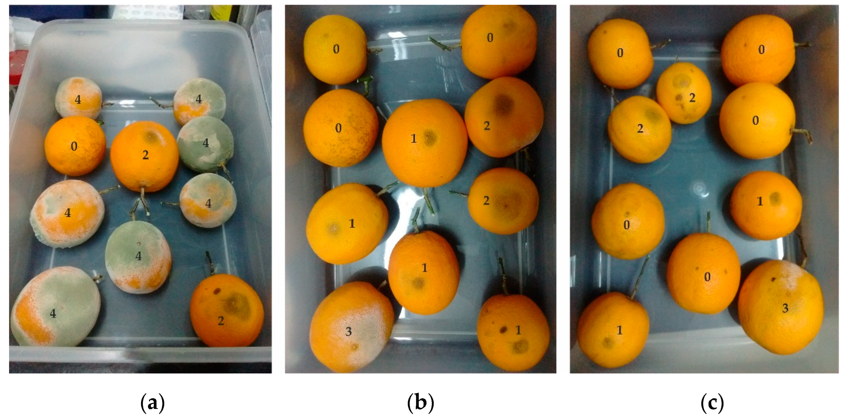 Horticulturae 09 00562 g004