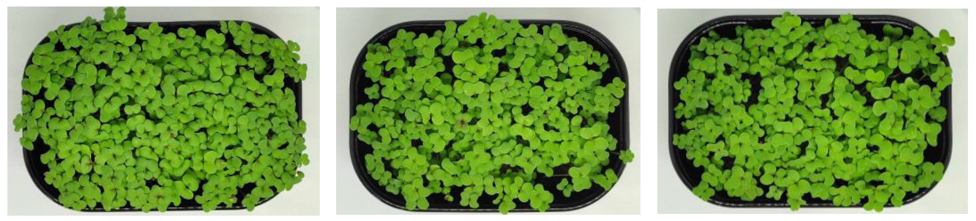 Horticulturae 09 00598 g004a Horticulturae 09 00598 g004a