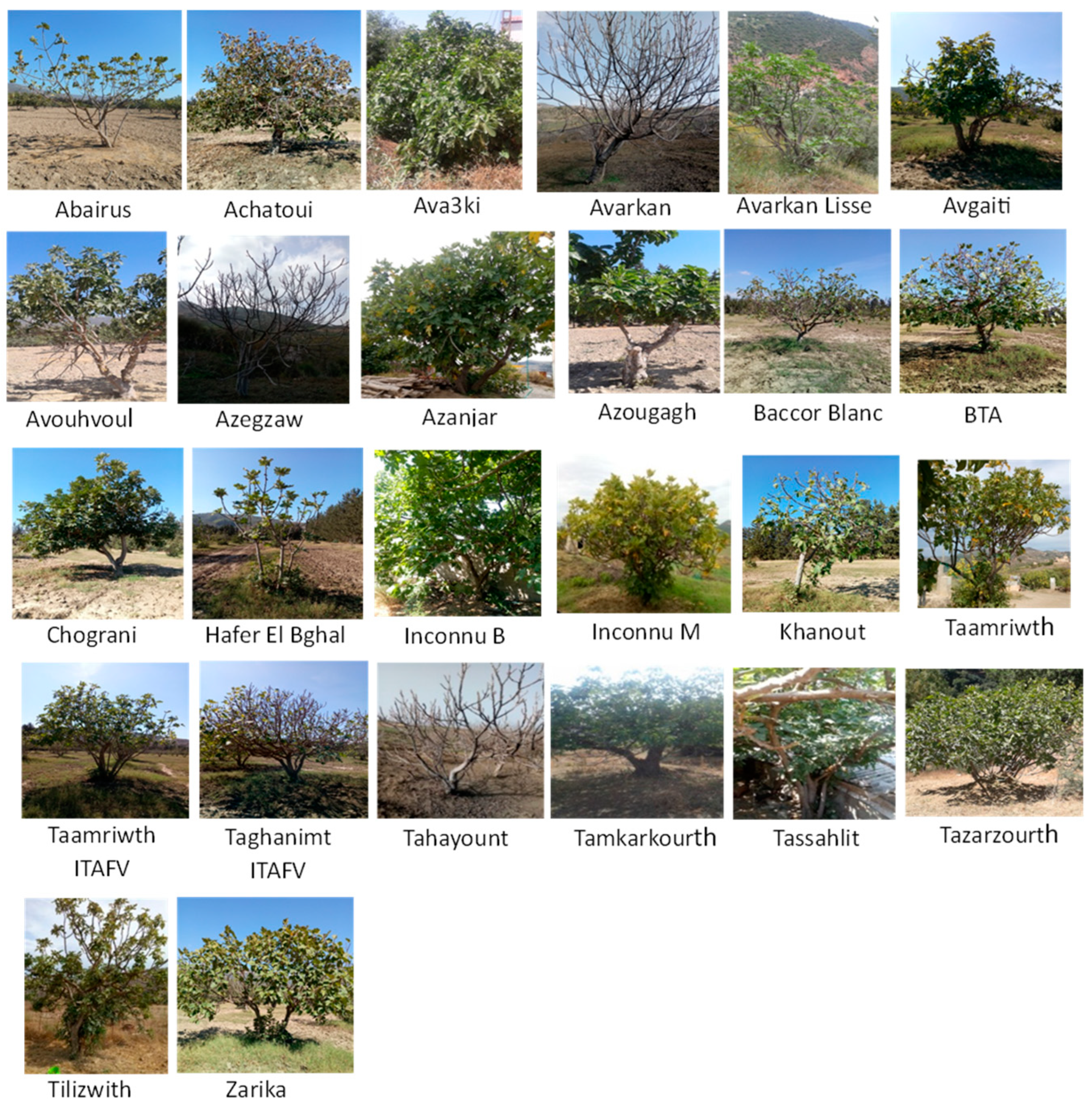 Horticulturae 09 00612 g002