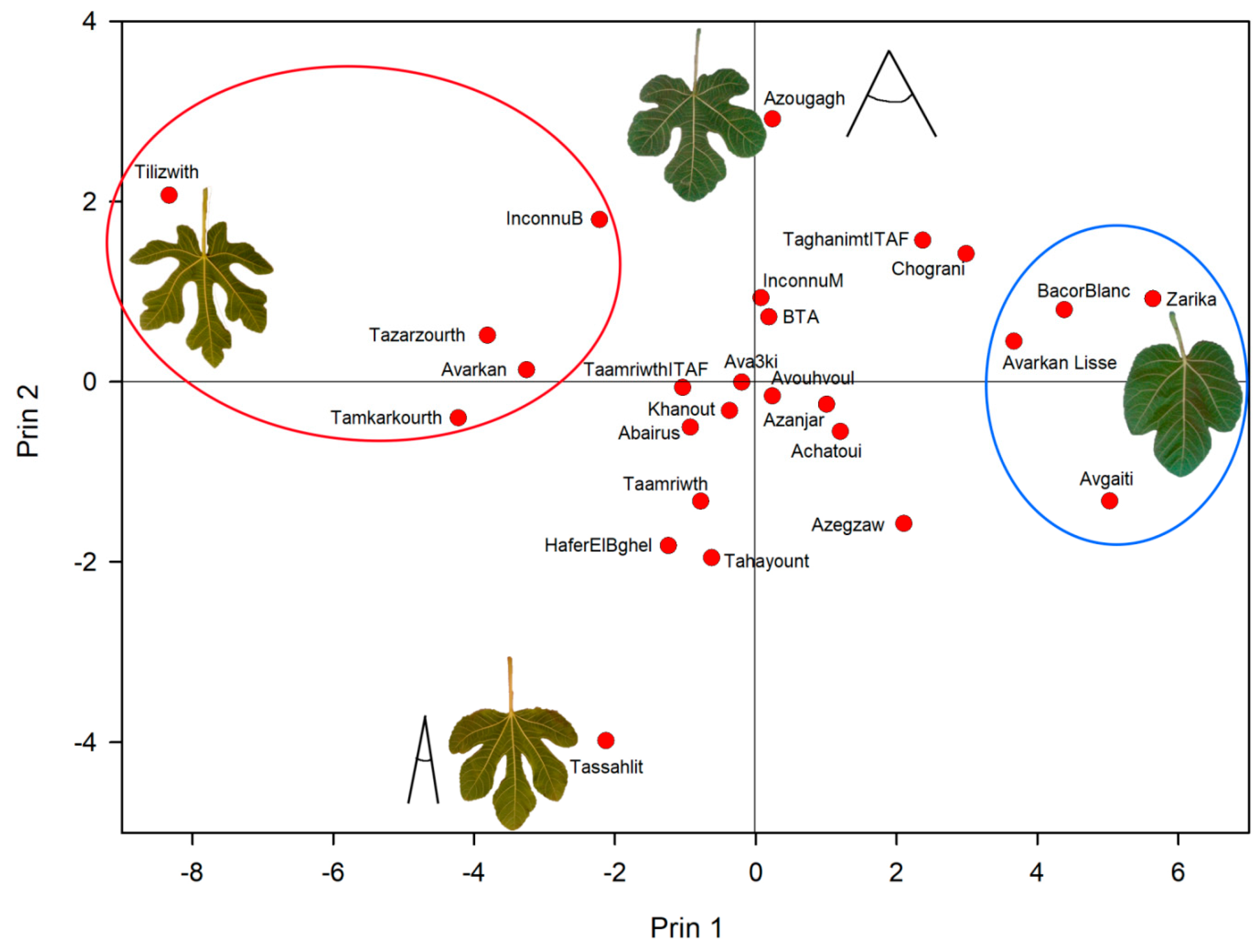 Horticulturae 09 00612 g005