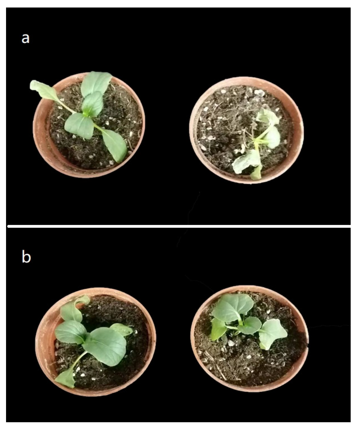 Horticulturae 09 00619 g001 Horticulturae 09 00619 g001