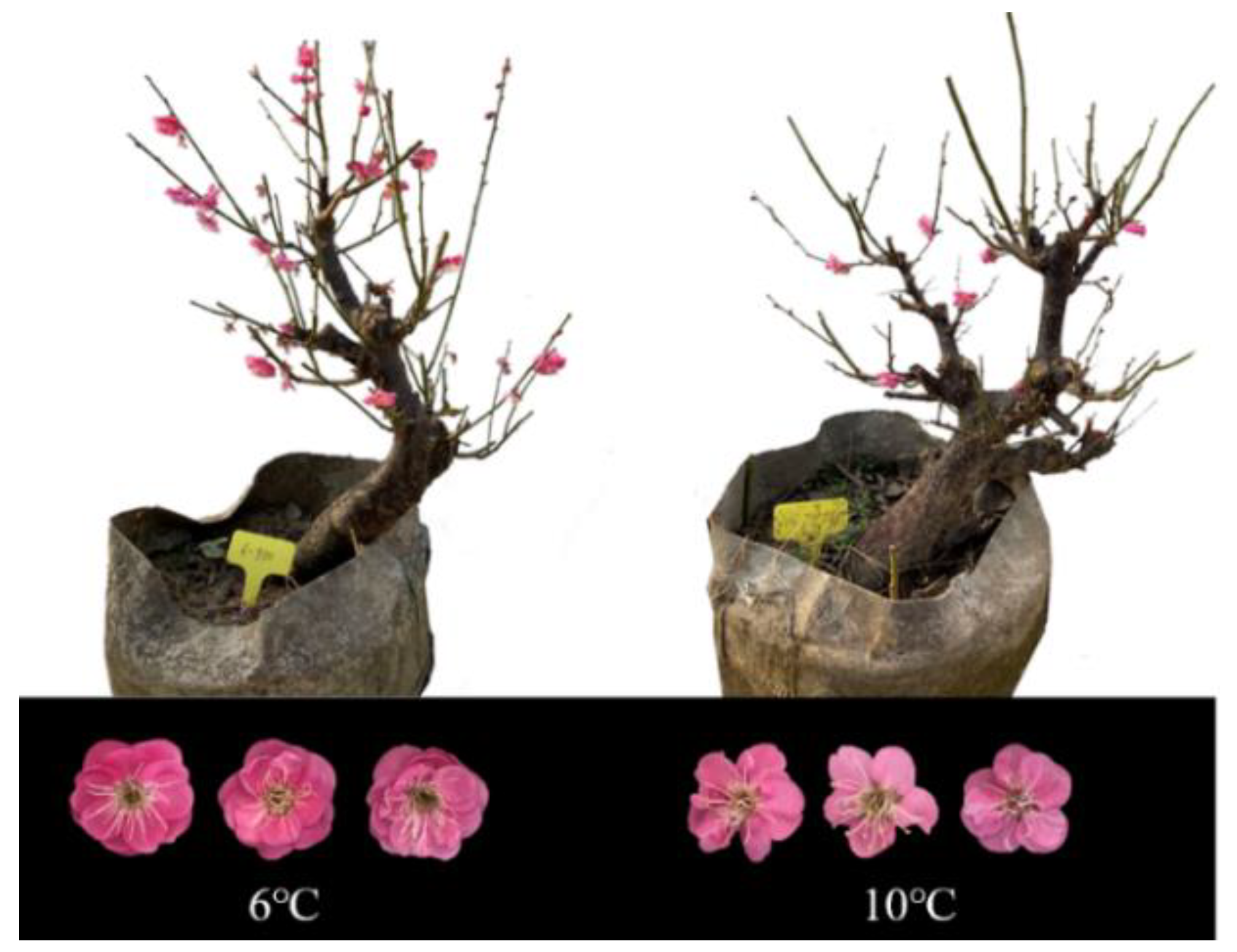 Horticulturae 09 00628 g001 Horticulturae 09 00628 g001