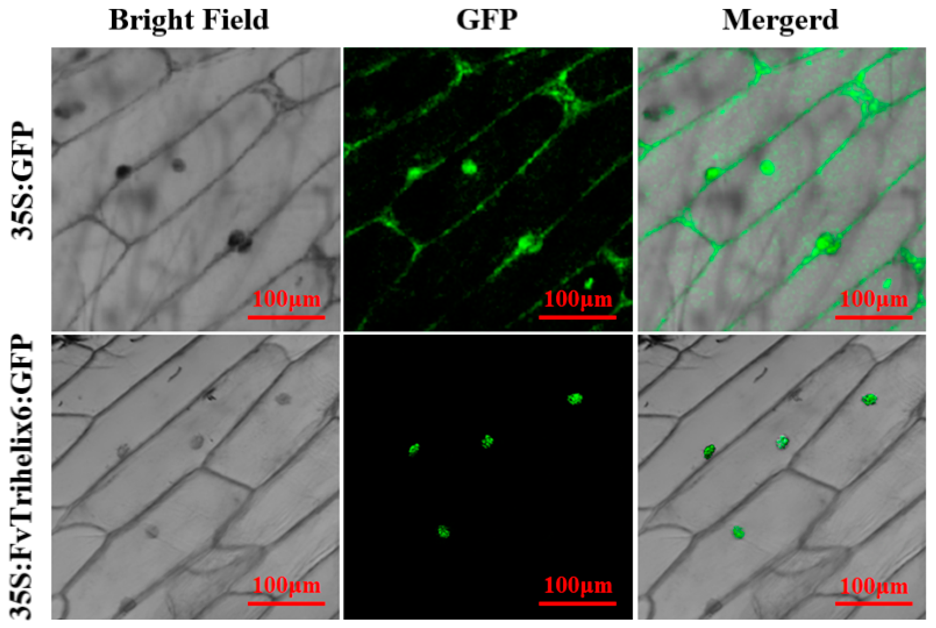 Horticulturae 09 00633 g007