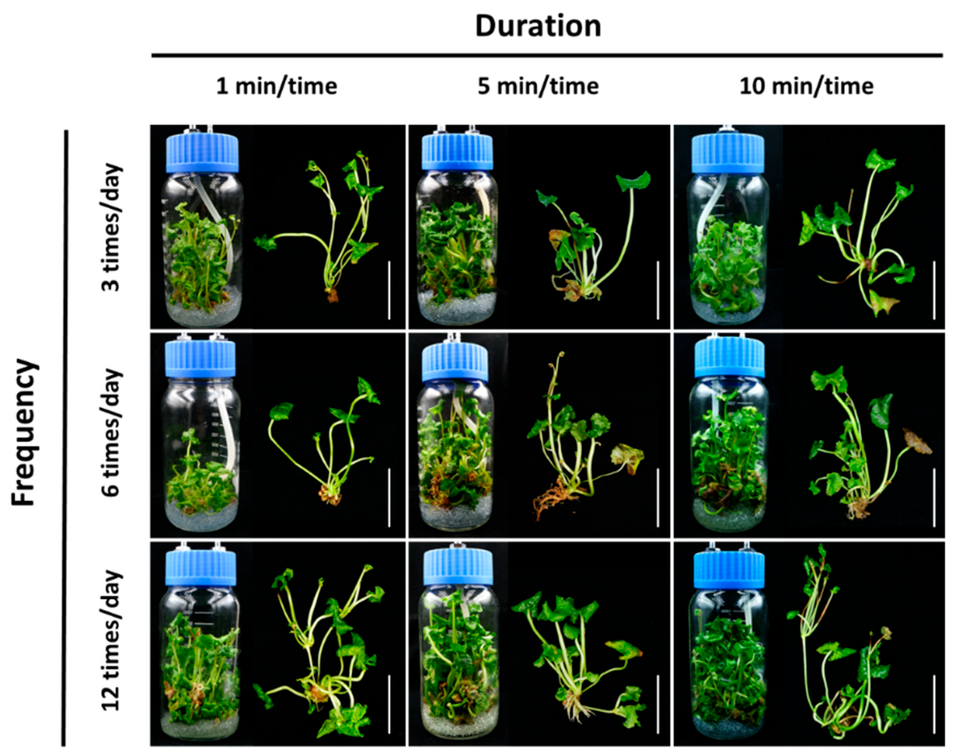 Horticulturae 09 00638 g001