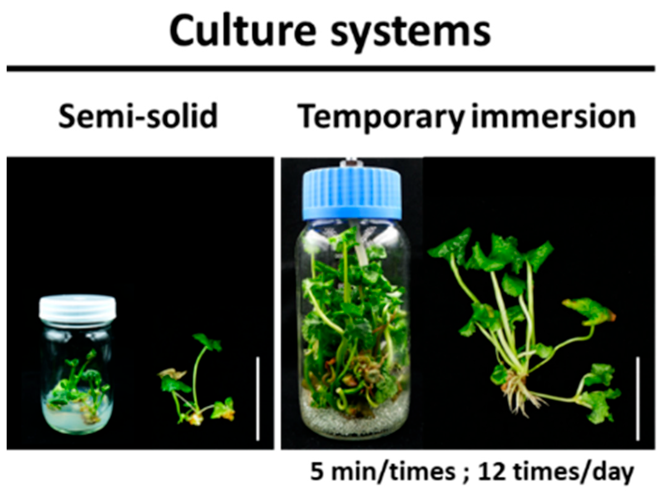 Horticulturae 09 00638 g002