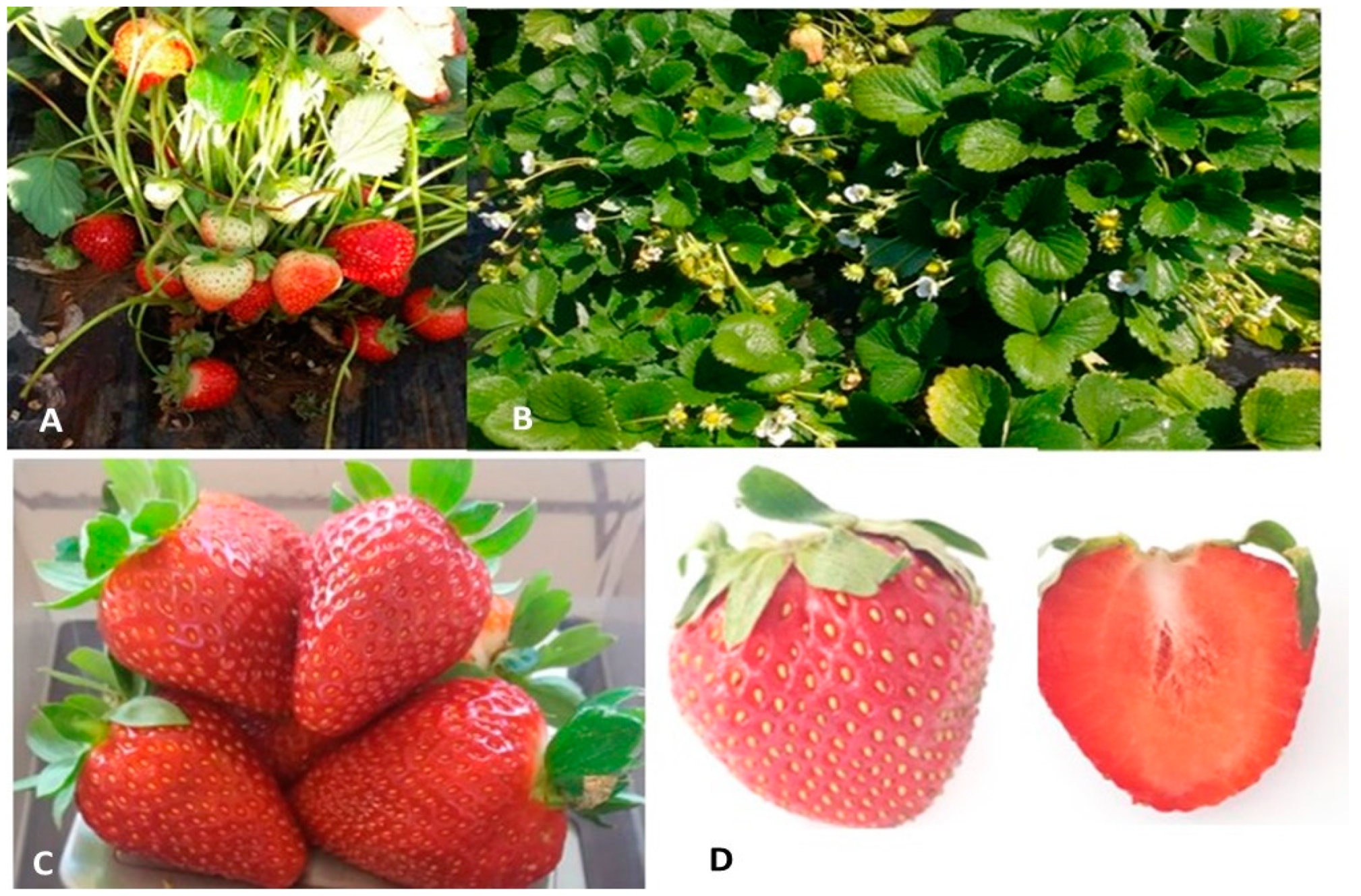 Horticulturae 09 00643 g003