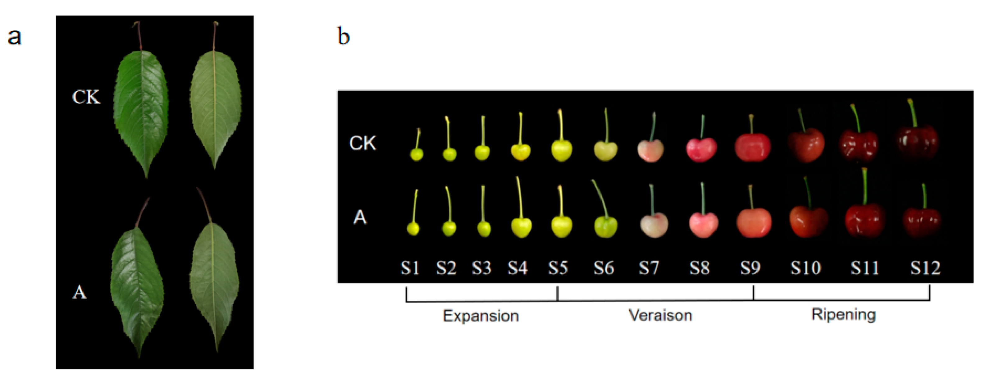 Horticulturae 09 00654 g001 Horticulturae 09 00654 g001