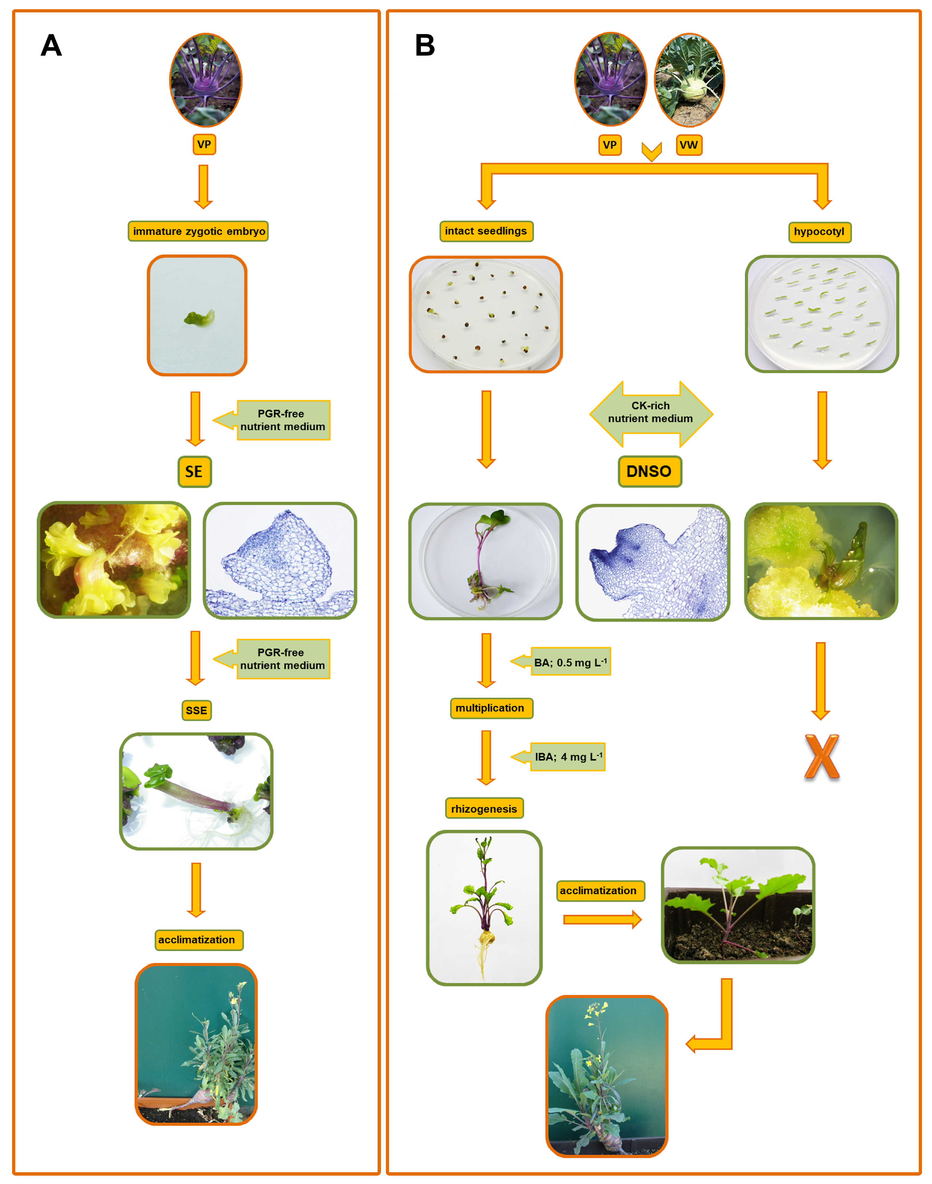 Horticulturae 09 00674 g001 Horticulturae 09 00674 g001