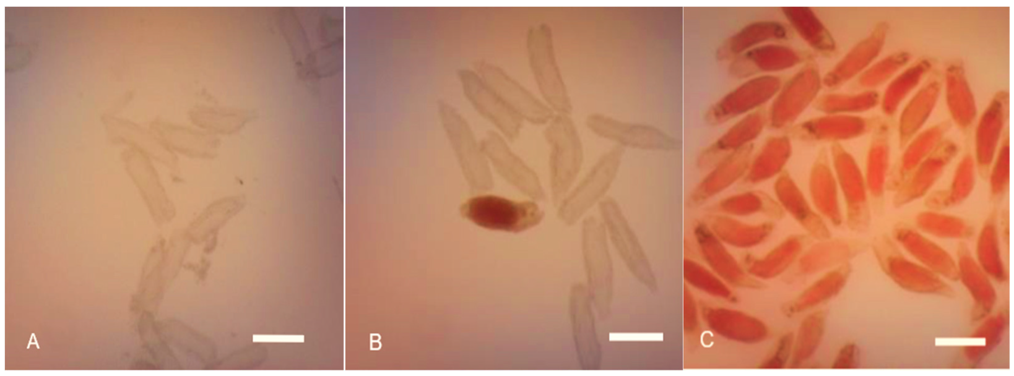 Horticulturae 09 00681 g003 Horticulturae 09 00681 g003