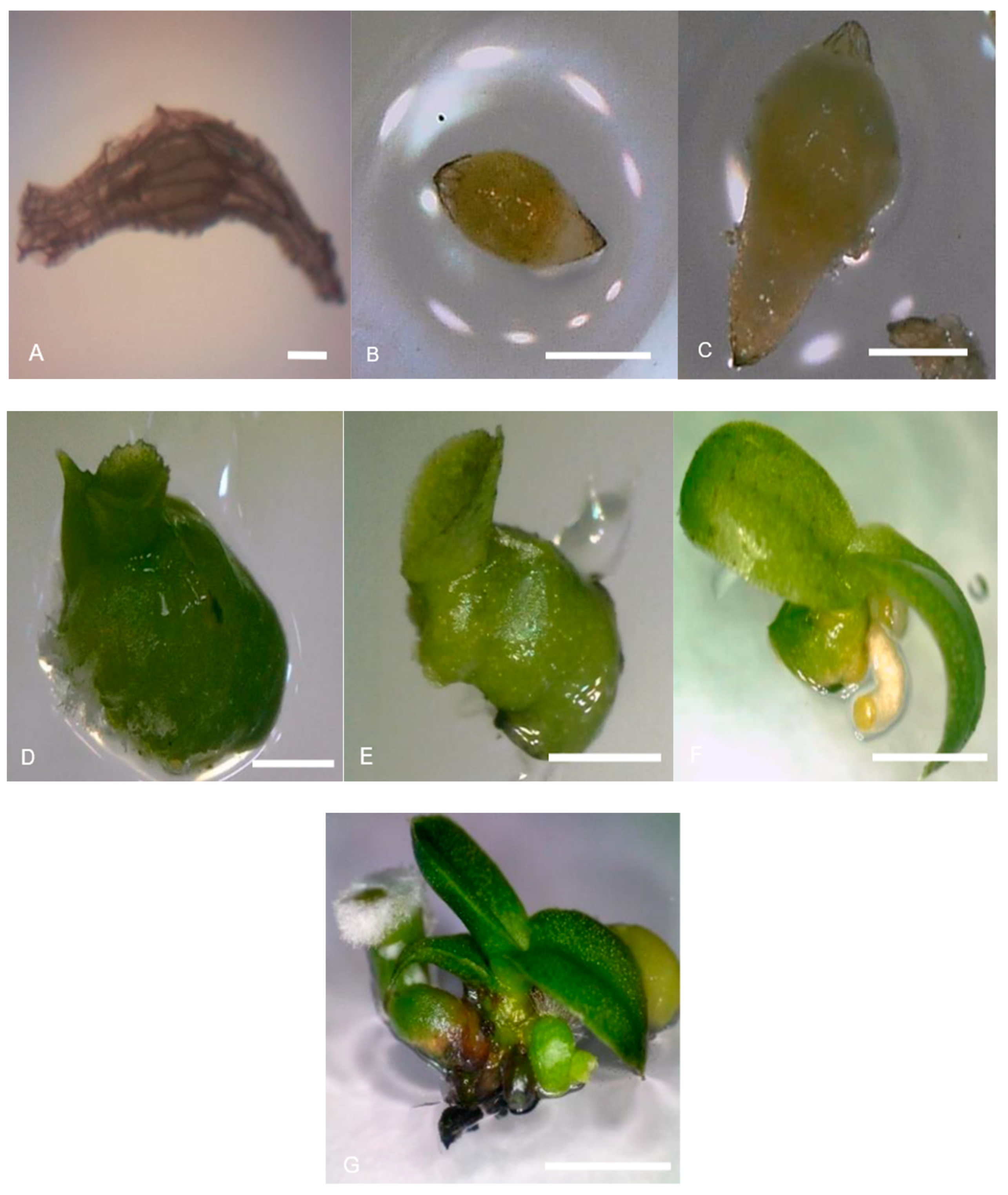 Horticulturae 09 00681 g004 Horticulturae 09 00681 g004