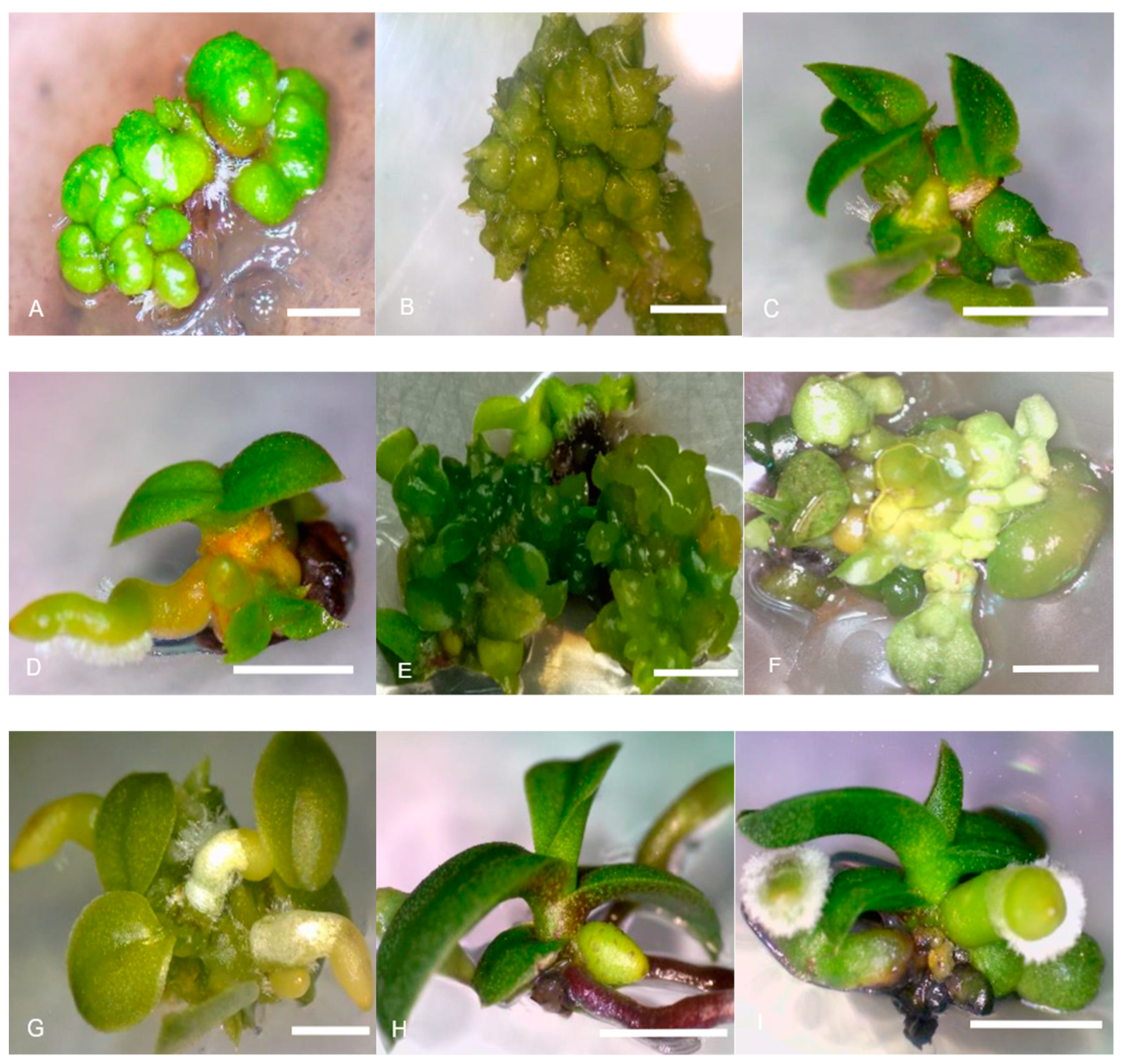 Horticulturae 09 00681 g005 Horticulturae 09 00681 g005