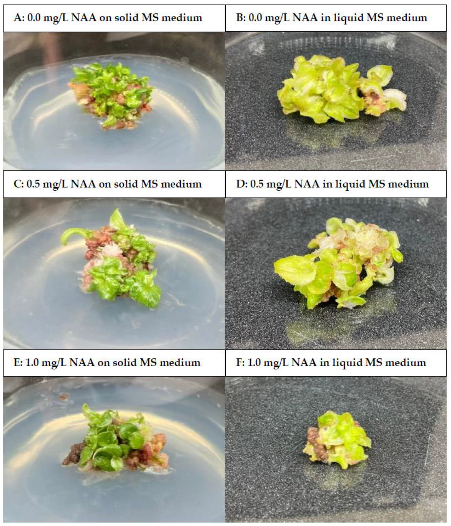 Horticulturae 09 00688 g002 Horticulturae 09 00688 g002