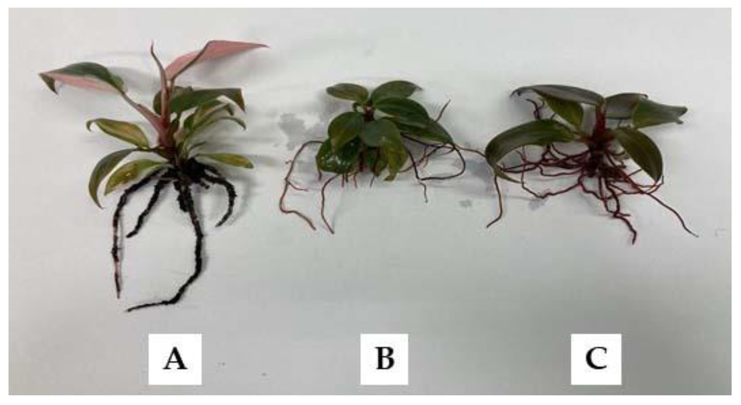 Horticulturae 09 00688 g003 Horticulturae 09 00688 g003