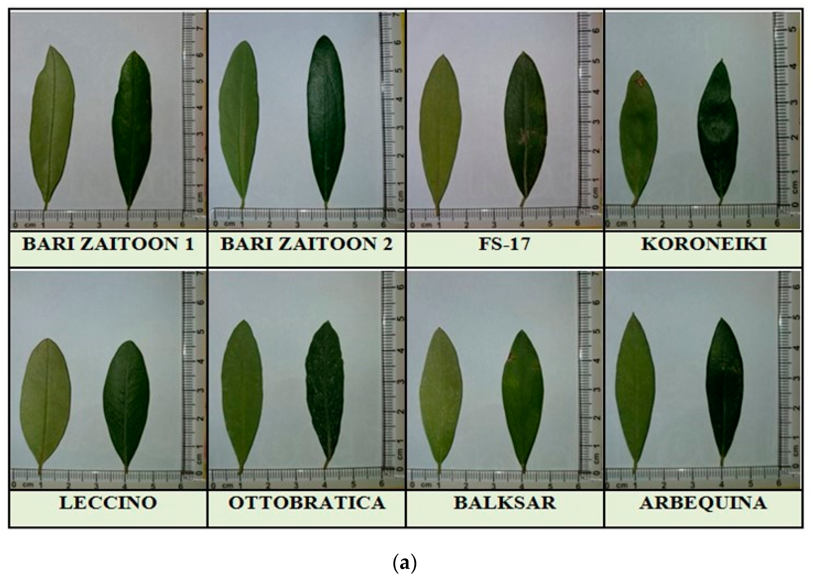 Horticulturae 09 00696 g007a